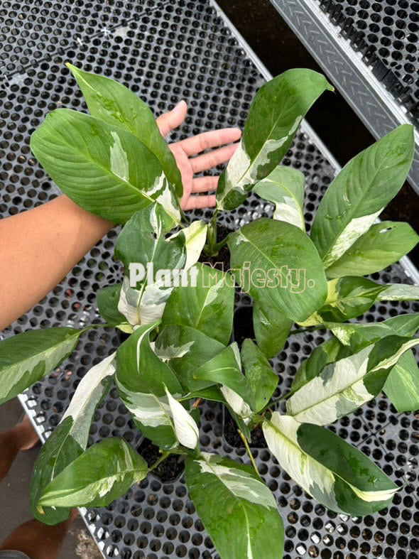 Venta al por mayor 5x spathiphyllum lirio de la paz abigarrado