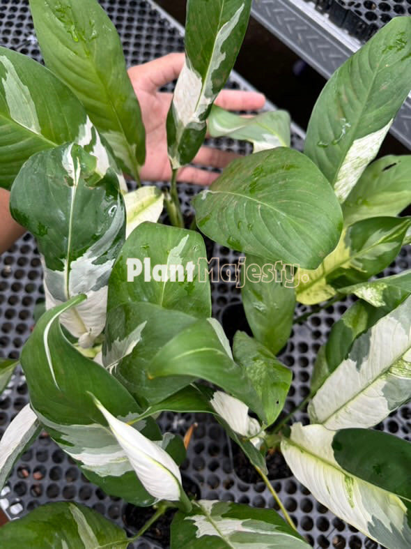 Venta al por mayor 5x spathiphyllum lirio de la paz abigarrado