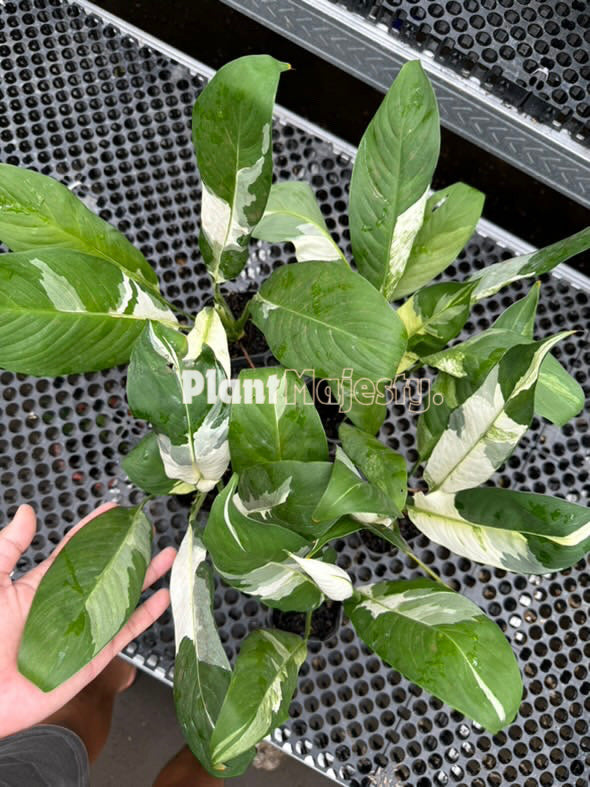 Venta al por mayor 5x spathiphyllum lirio de la paz abigarrado