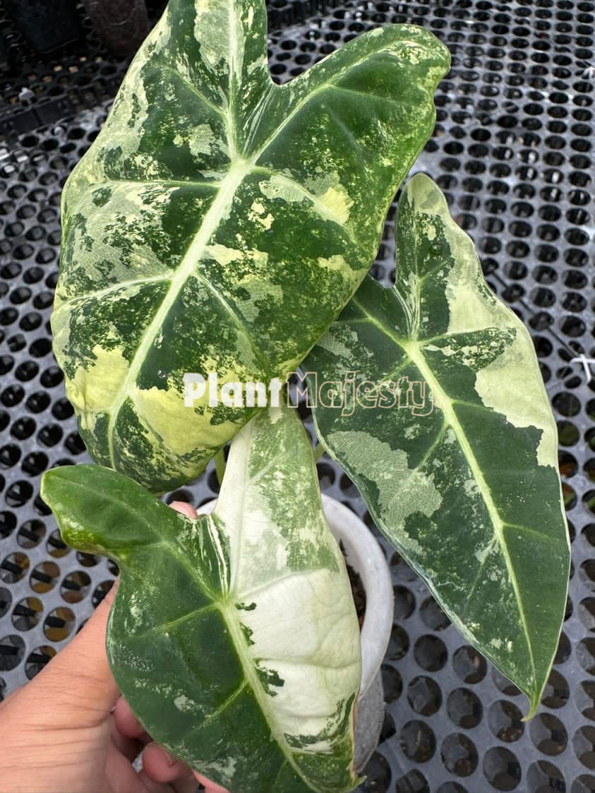 Alocasia Frydek Variegated, live Alocasia Frydek Variegated, live Alocasia Frydek Variegated plants, rare Alocasia Frydek Variegated, rare Alocasia Frydek Variegated live plants, tropical Alocasia Frydek Variegated live plants, wholesale Alocasia Frydek Variegated, outdoor plant, indoor plants, winter plants, summer plants, spring plants, houseplants, rare Alocasia Frydek Variegated live plants, live Alocasia Frydek Variegated rare plants