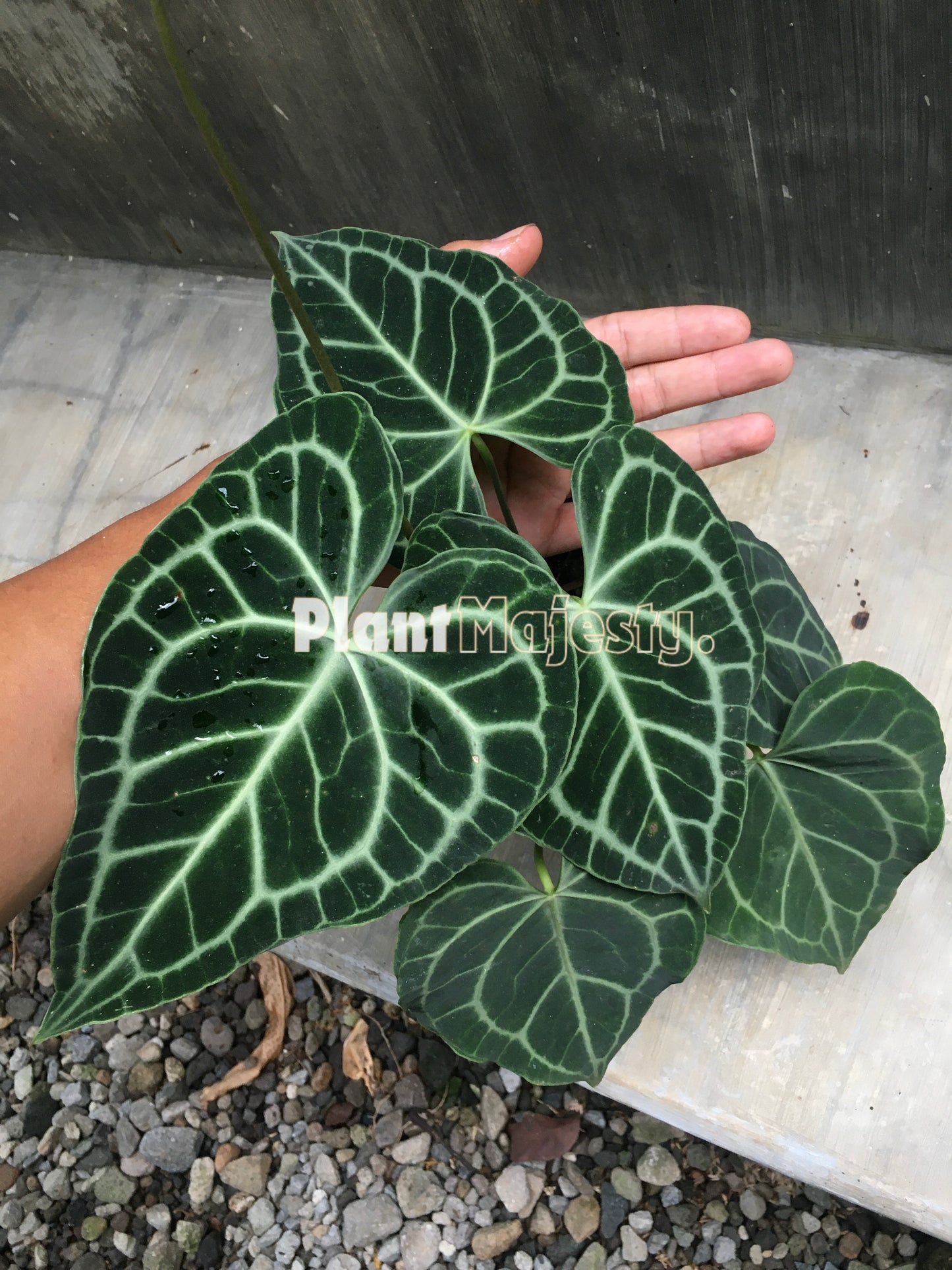 Anthurium Clarinervium Medium, wholesale plants, live anthurium Clarinervium Medium plants, live anthurium Clarinervium Medium, rare anthurium Clarinervium Medium, rare plants, tropical plants, houseplants, indoor plants, outdoor plants, anthurium Clarinervium Medium plants, hybrid plants, anthurium Clarinervium Medium plants