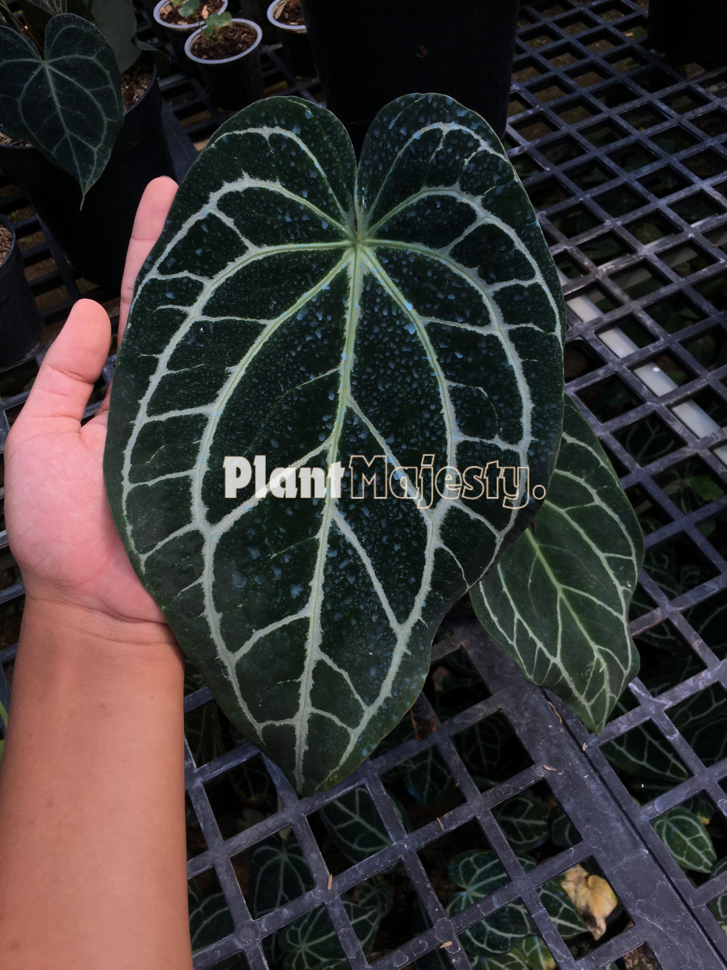 Anthurium Crystallinum Dark Form, wholesale plants, live anthurium Crystallinum Dark Form plants, live anthurium Crystallinum Dark Form, rare anthurium Crystallinum Dark Form, rare plants, tropical plants, houseplants, indoor plants, outdoor plants, anthurium Crystallinum Dark Form plants, hybrid plants, anthurium Crystallinum Dark Form plants