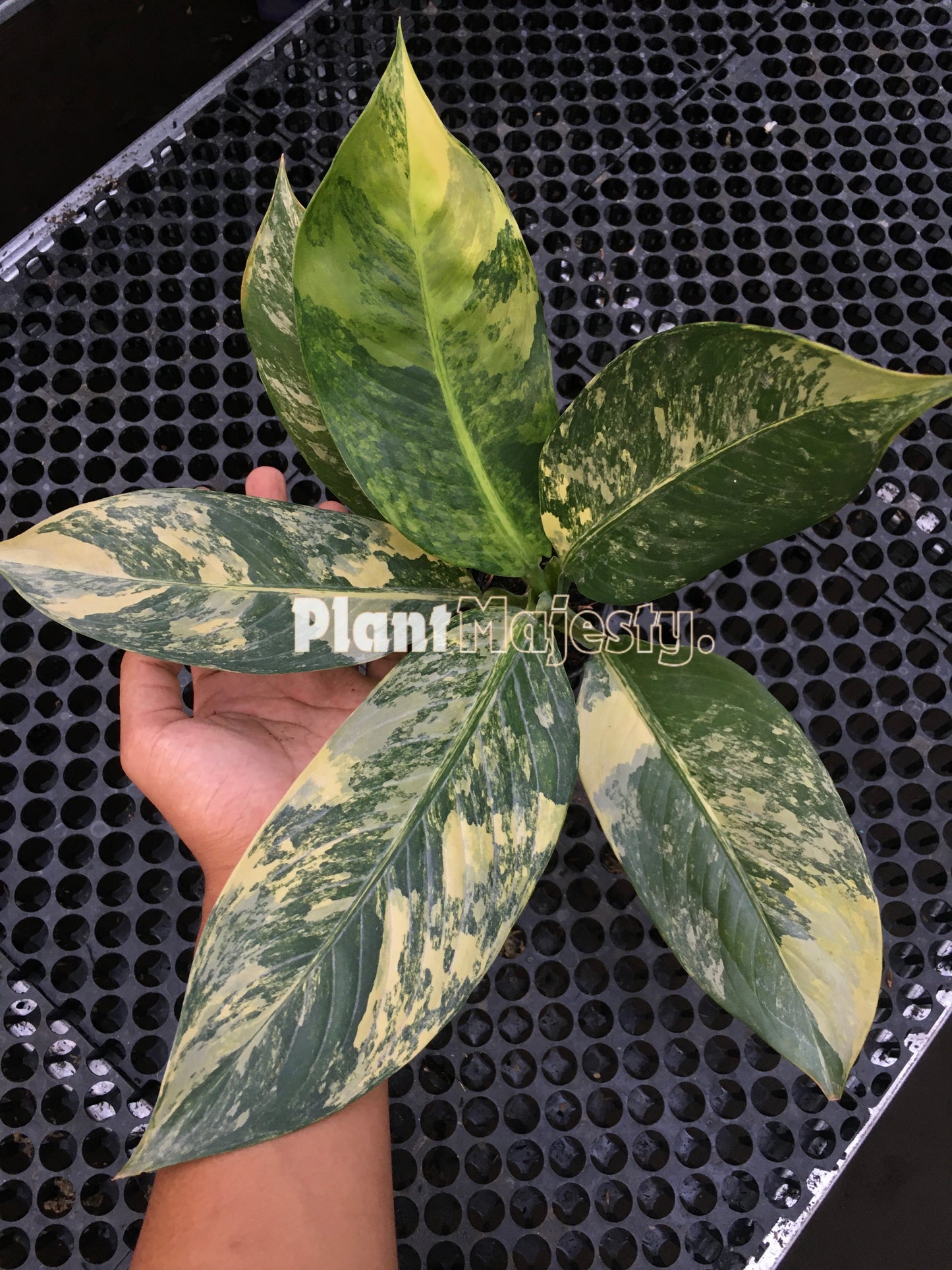Dieffenbachia Big Ben Variegated