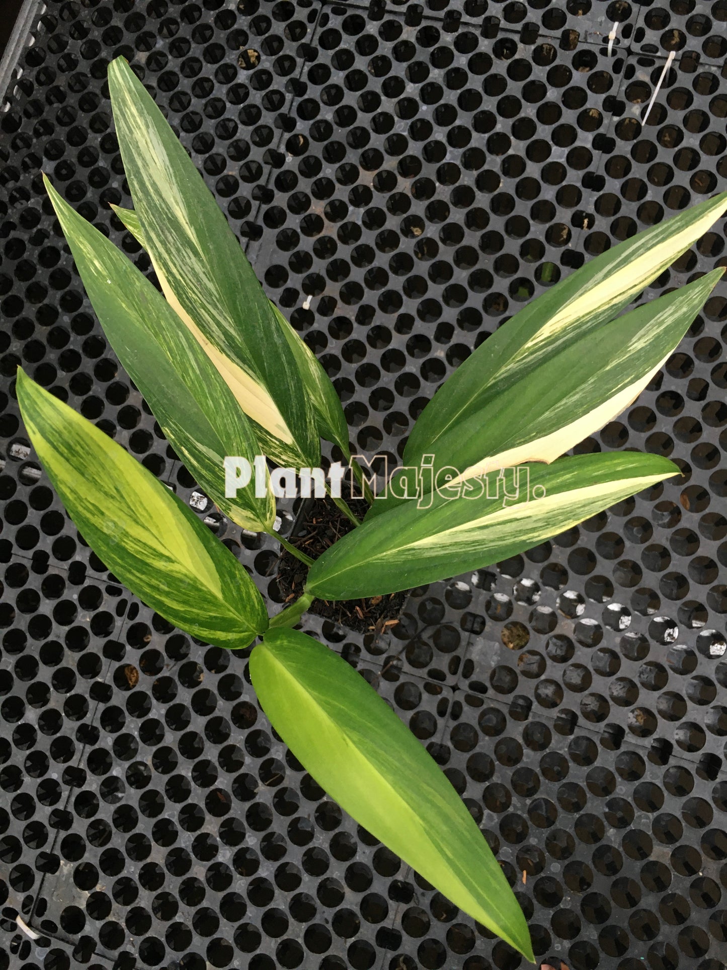 Epipremnum Amplissimum Variegated
