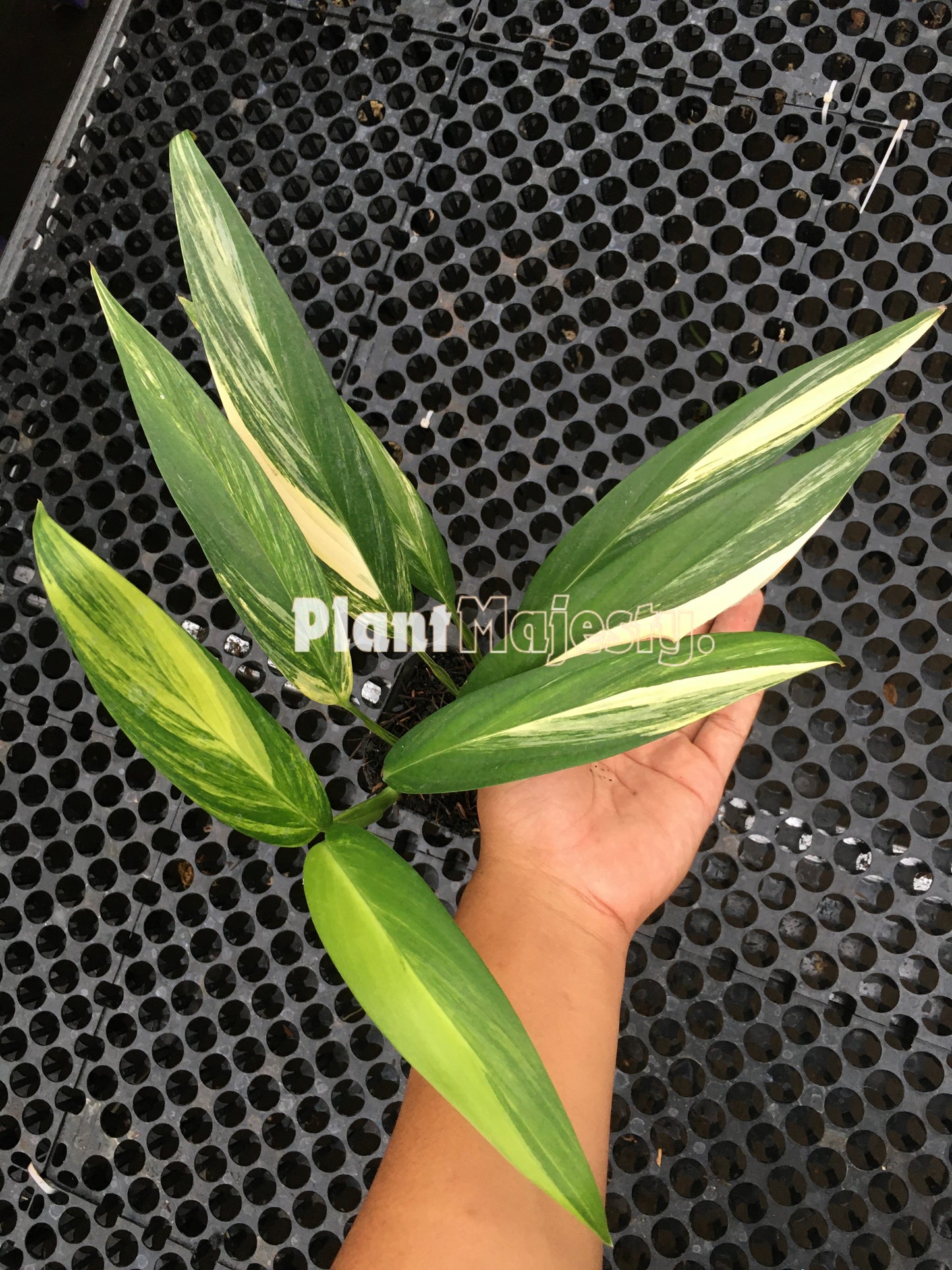 Epipremnum Amplissimum Variegated