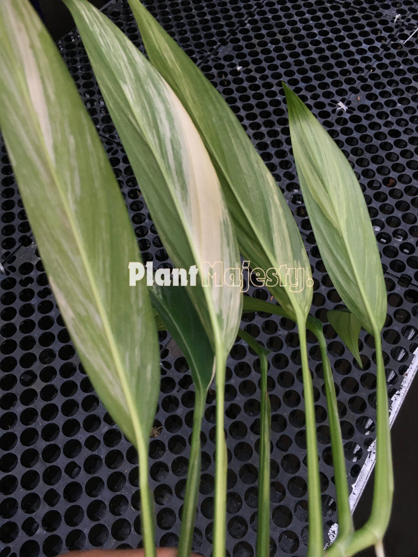 Epipremnum Amplissimum Variegated