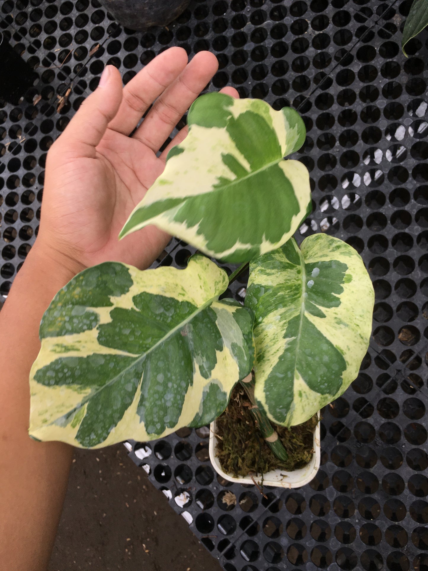 Epipremnum Njoy Large