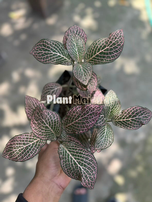 Fittonia