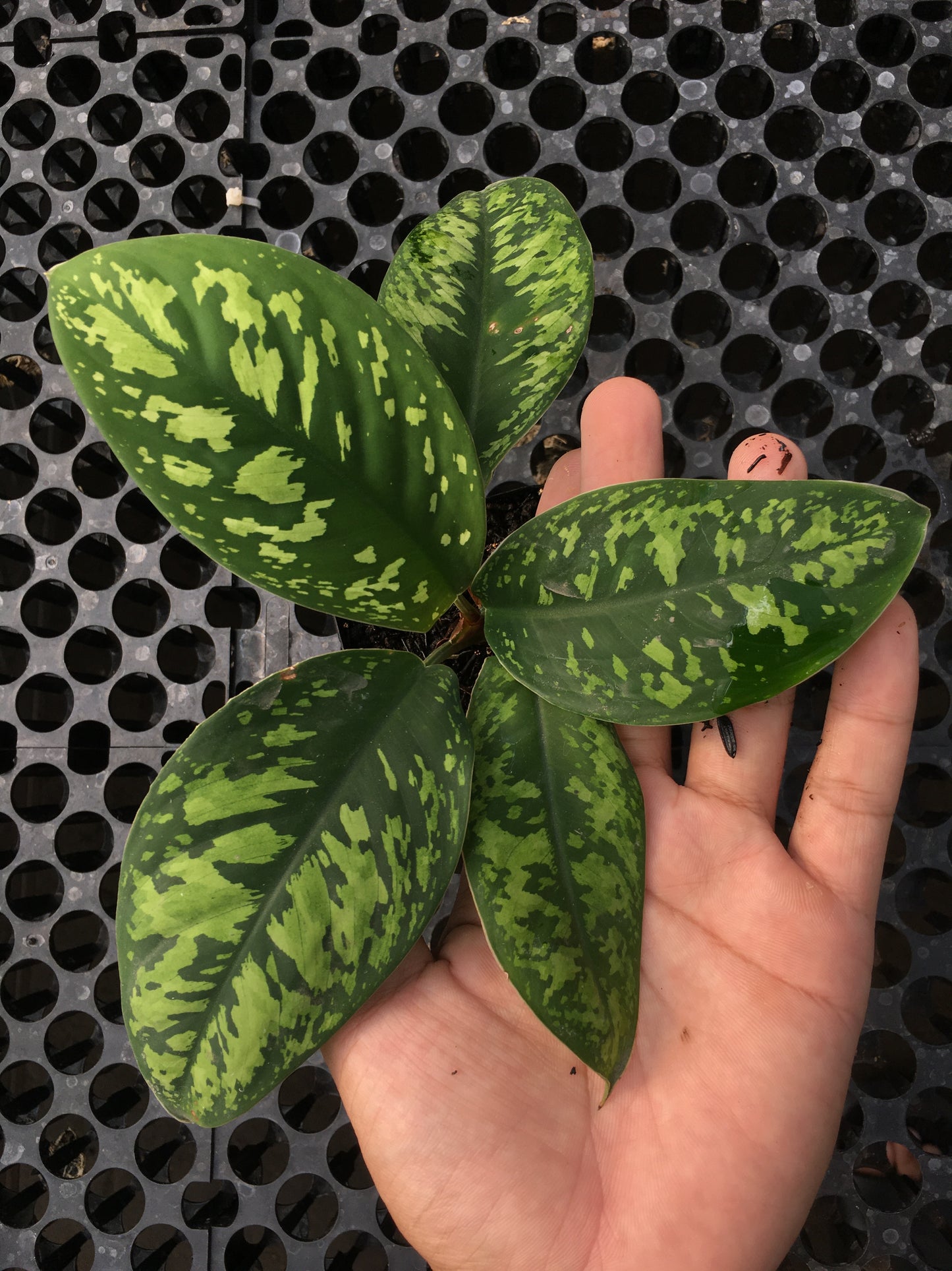 Camuflaje Homalomena sp. Indonesia