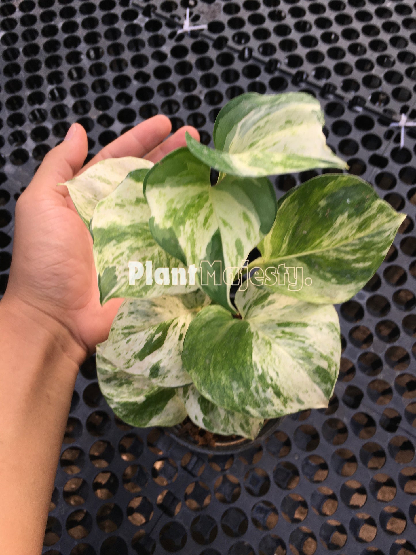 Epipremnum Manjula Pothos