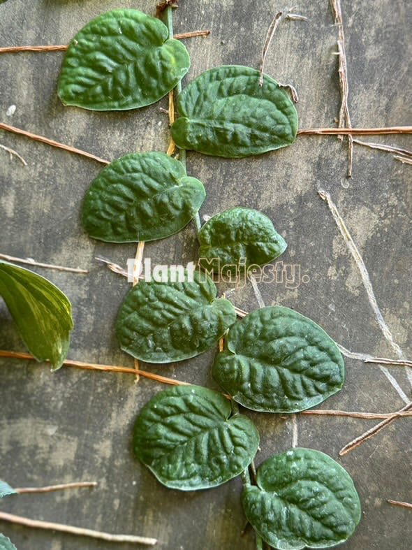 Monstera Velvet Shingler , live Monstera Velvet Shingler, live Monstera Velvet Shingler plants, rare Monstera Velvet Shingler , rare Monstera Velvet Shingler live plants, tropical Monstera Velvet Shingler live plants, wholesale Monstera Velvet Shingler , outdoor plant, indoor plants, winter plants, summer plants, spring plants, houseplants, rare Monstera Velvet Shingler live plants, live Monstera Velvet Shingler rare plants