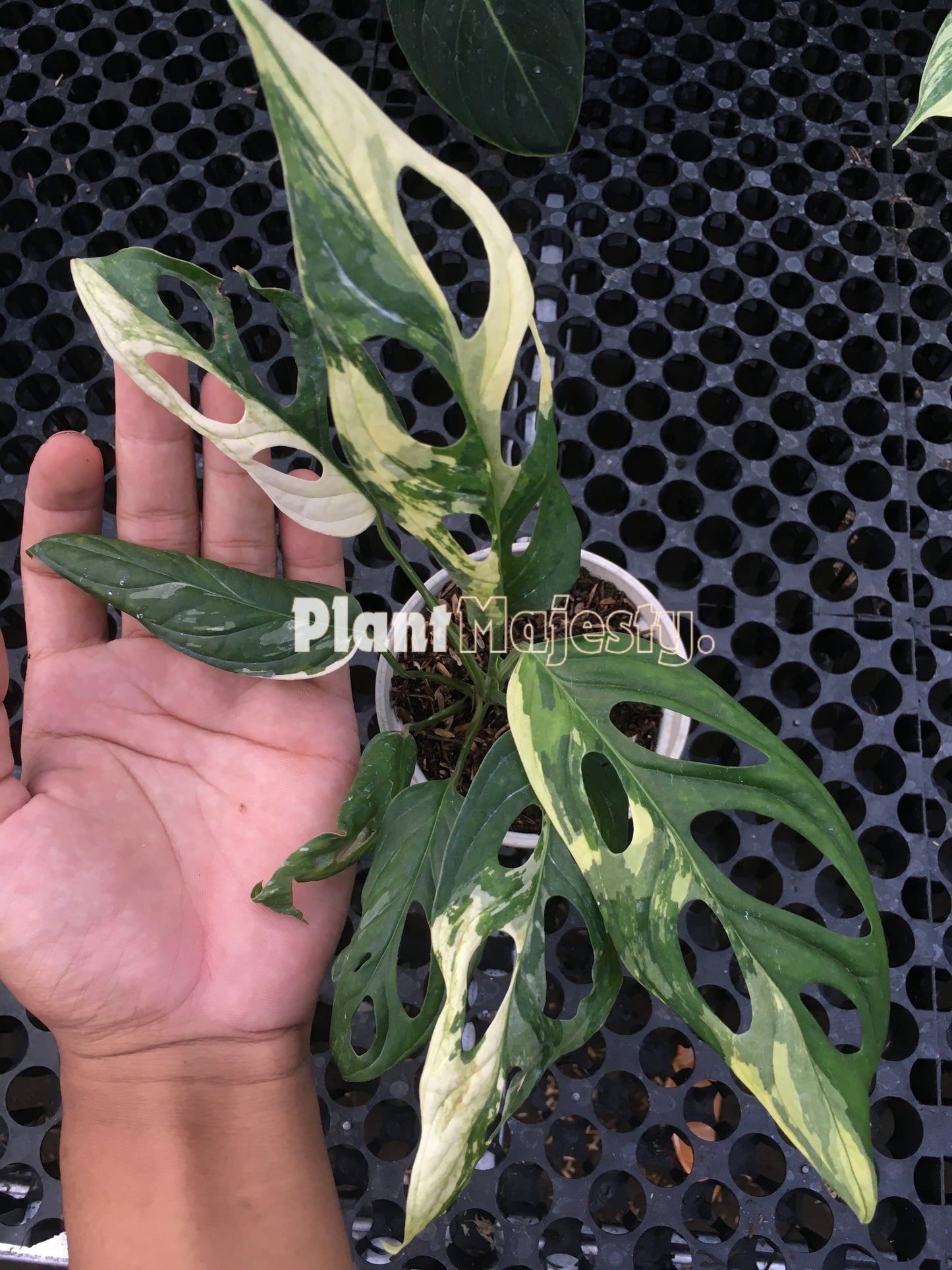 Monstera Adansonii Giant Variegated