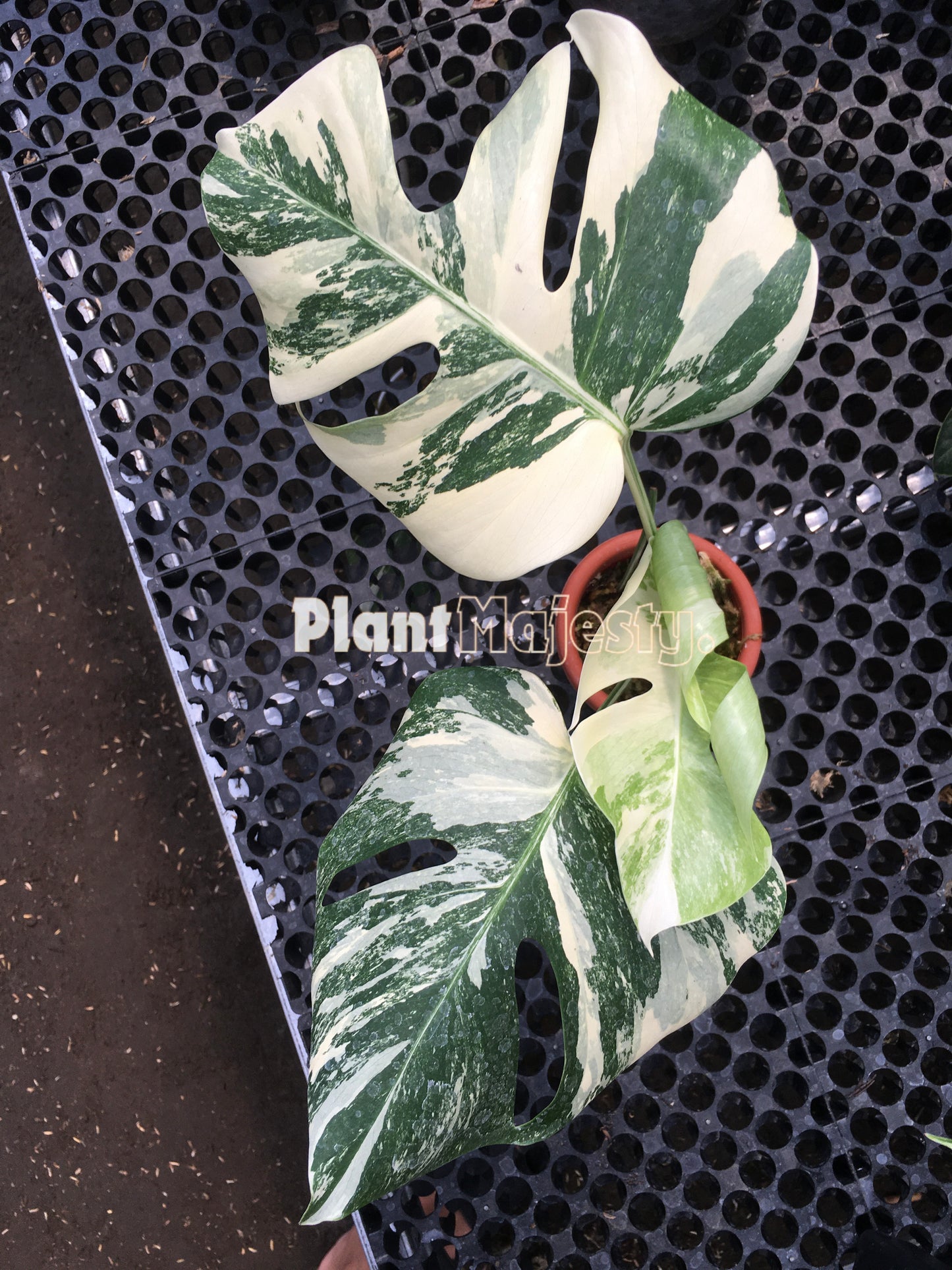 Monstera Deliciosa Marble Variegated