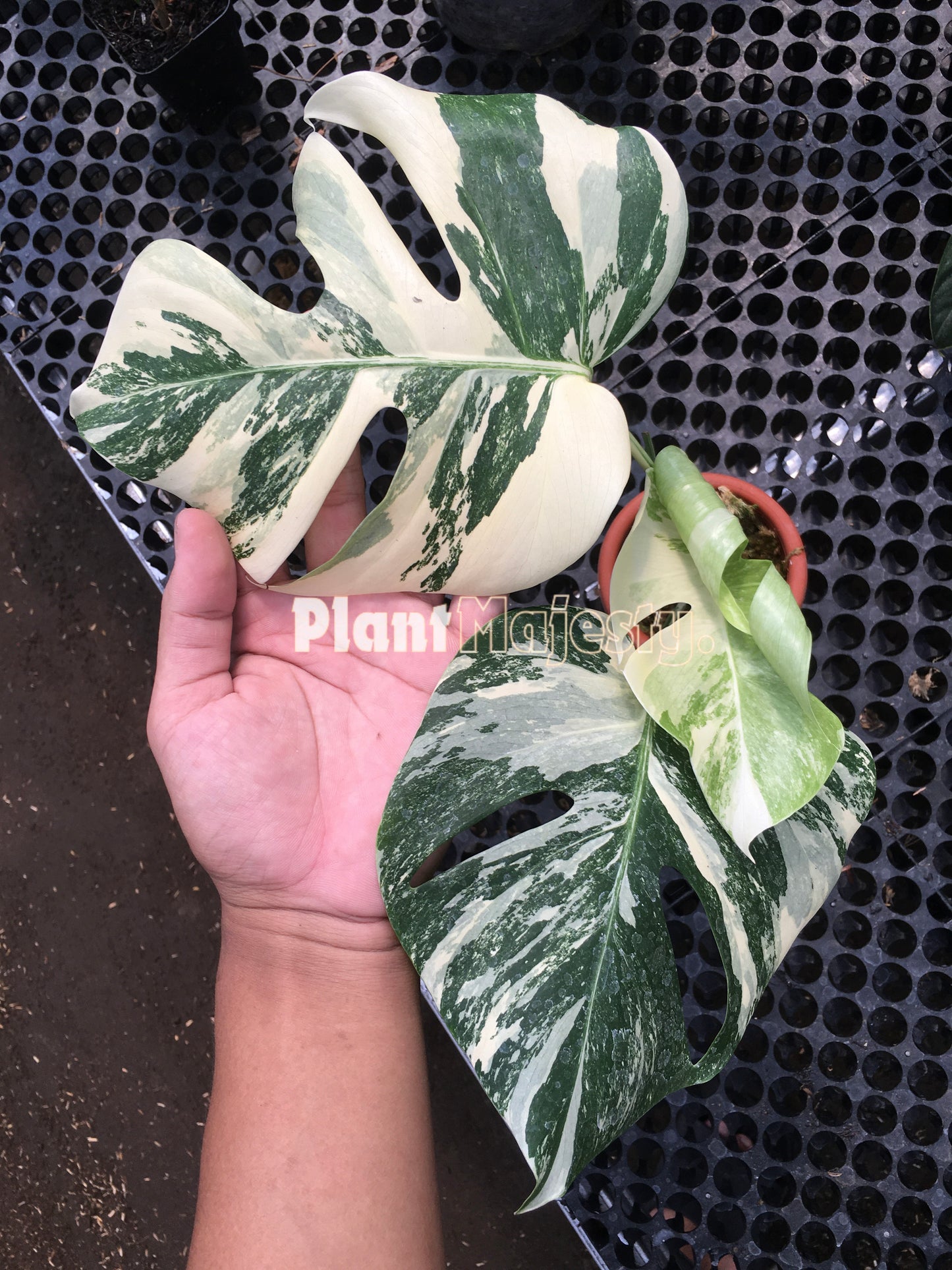 Monstera Deliciosa Marble Variegated