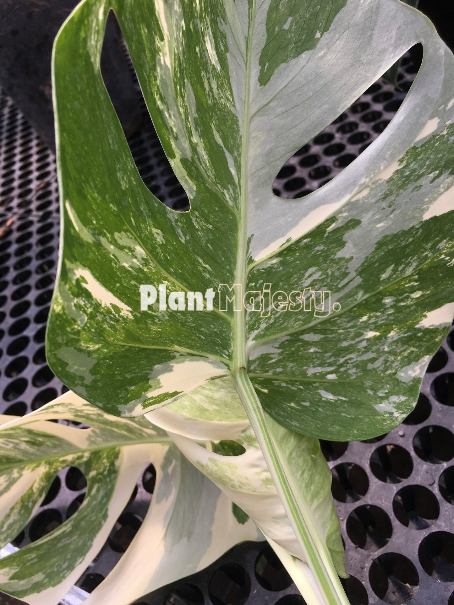 Monstera Deliciosa Marble Variegated