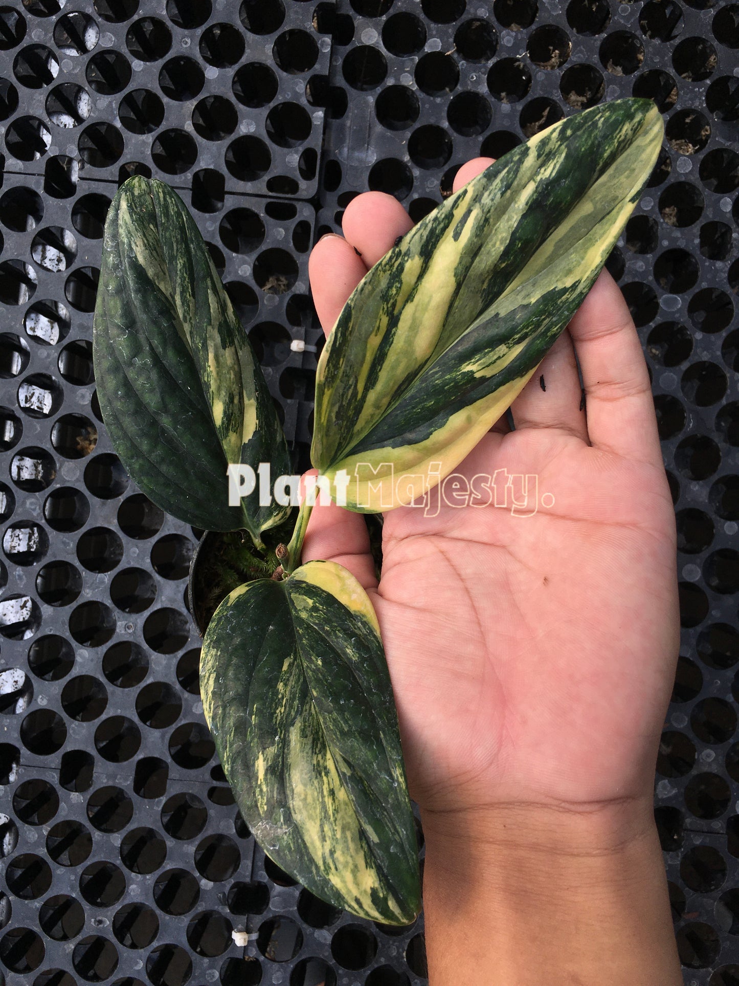 Monstera Peru Karstenianum Variegated