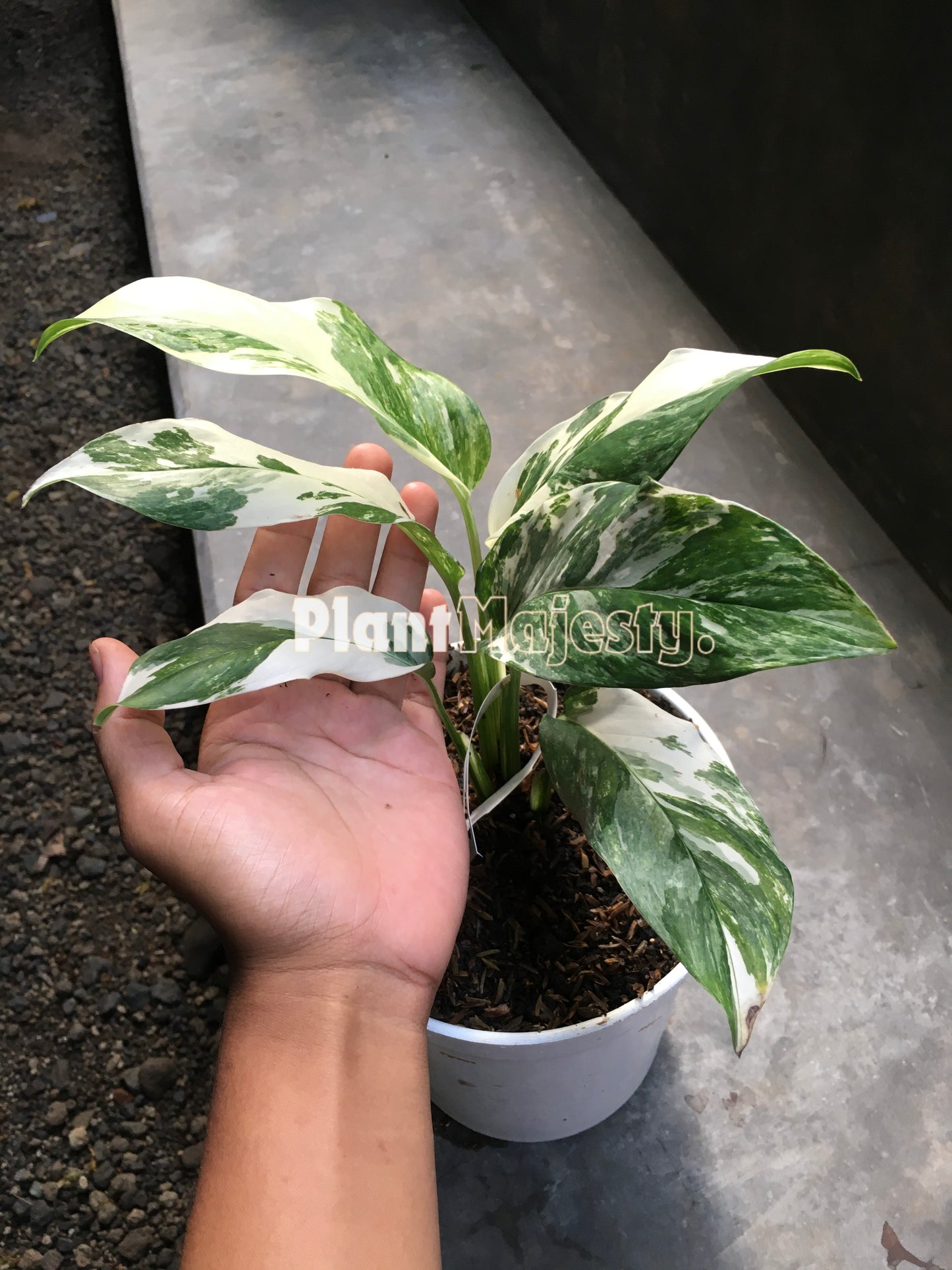 Monstera Lechleriana Variegated