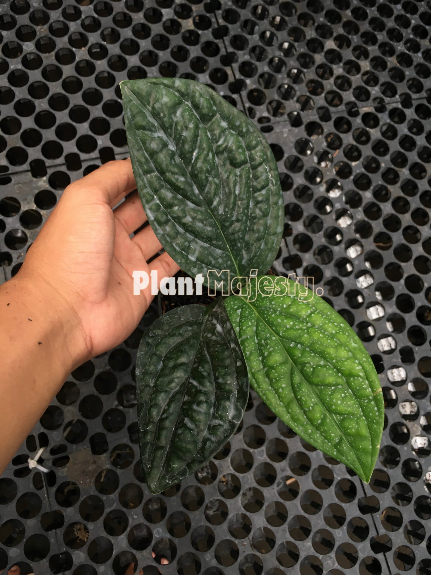 Monstera Peru Karstenianum