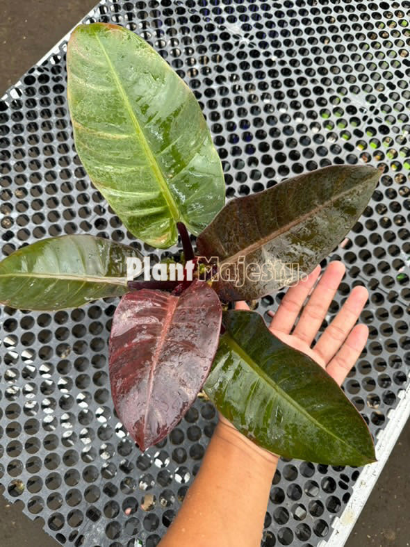 Philodendron Black Cardinal, live Philodendron Black Cardinal, live Philodendron Black Cardinal plants, rare Philodendron Black Cardinal, rare Philodendron Black Cardinal live plants, tropical Philodendron Black Cardinal live plants, wholesale Philodendron Black Cardinal, outdoor plant, indoor plants, winter plants, summer plants, spring plants, houseplants, rare Philodendron Black Cardinal live plants, live Philodendron Black Cardinal rare plants