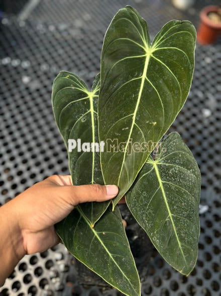 Philodendron Melanochrysum Large , live Philodendron Melanochrysum Large , live Philodendron Melanochrysum Large plants, rare Philodendron Melanochrysum Large , rare Philodendron Melanochrysum Large live plants, tropical Philodendron Melanochrysum Large live plants, wholesale Philodendron Melanochrysum Large, outdoor plant, indoor plants, winter plants, summer plants, spring plants, houseplants, rare Philodendron Melanochrysum Large live plants, live Philodendron Melanochrysum Large rare plants