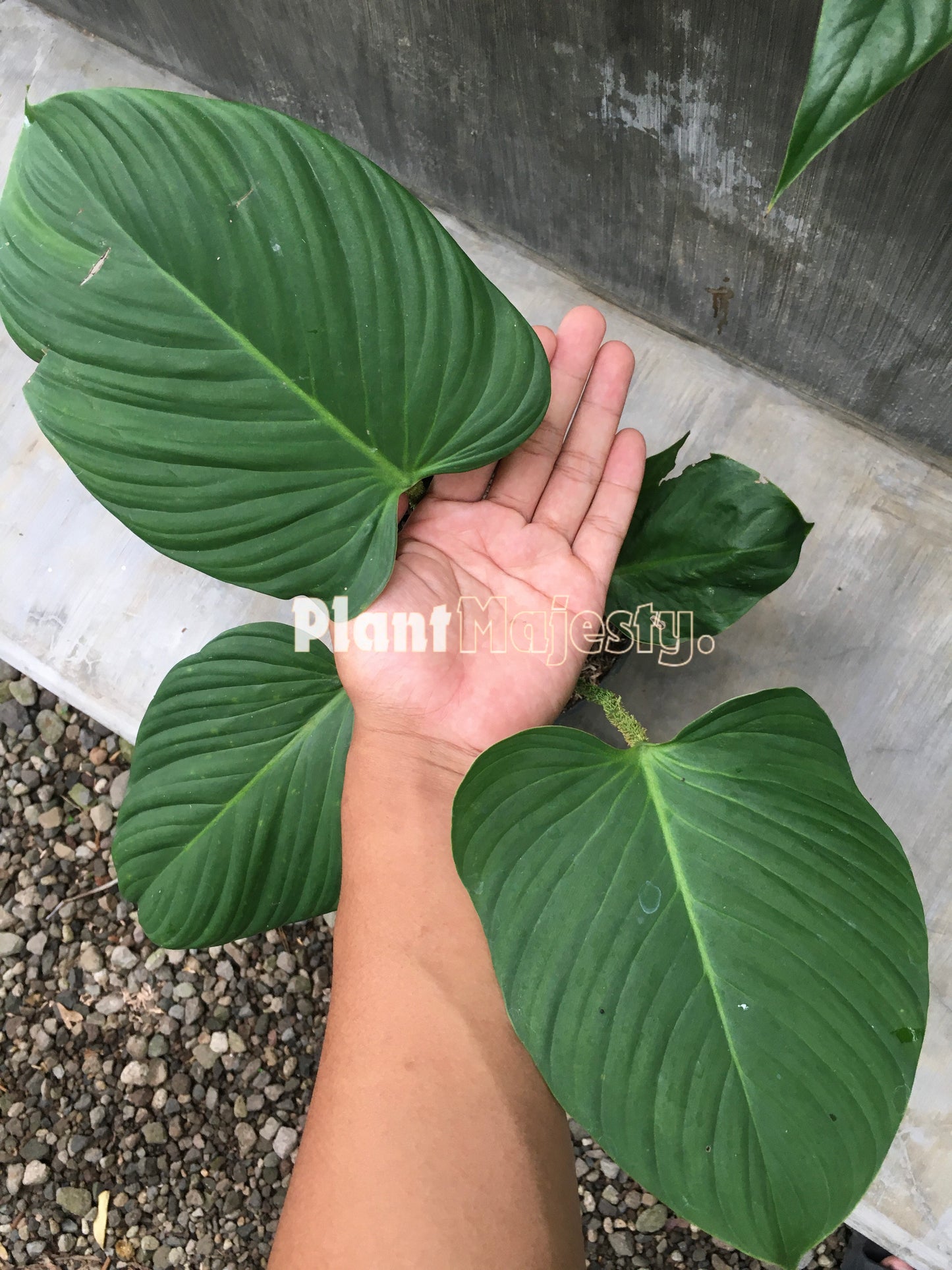 Philodendron Fuzzy Petiole