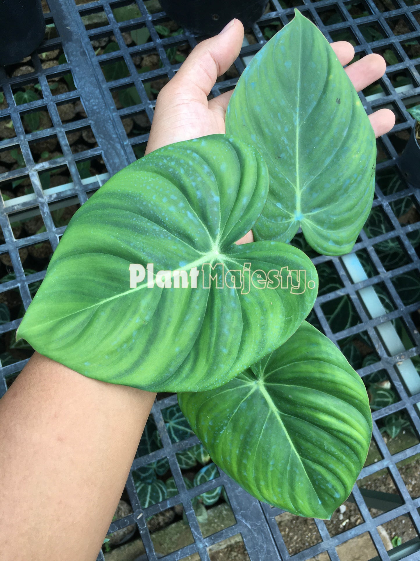 Philodendron McDowell