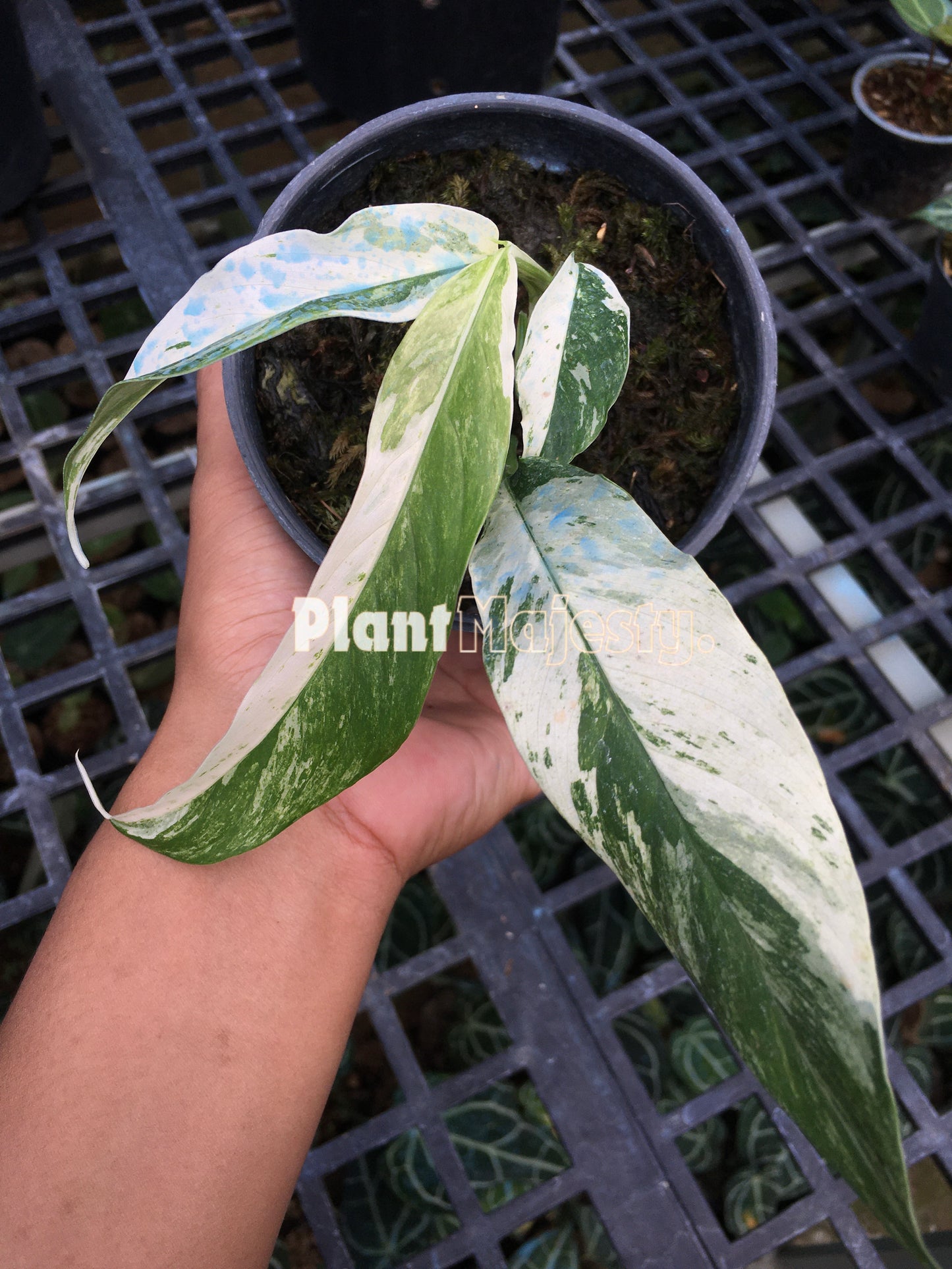 Rhaphidophora Megasperma Variegated
