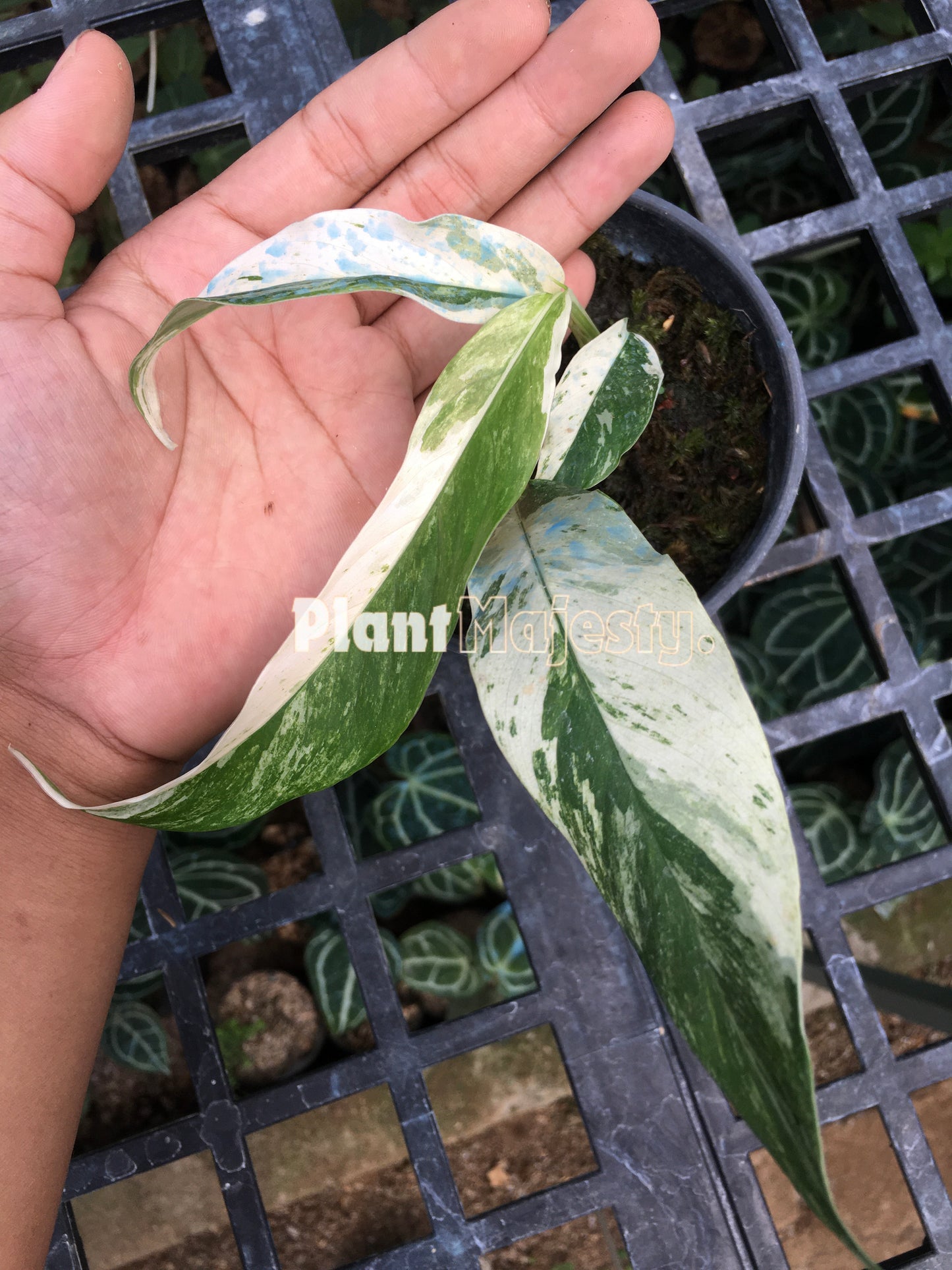 Rhaphidophora Megasperma Variegated
