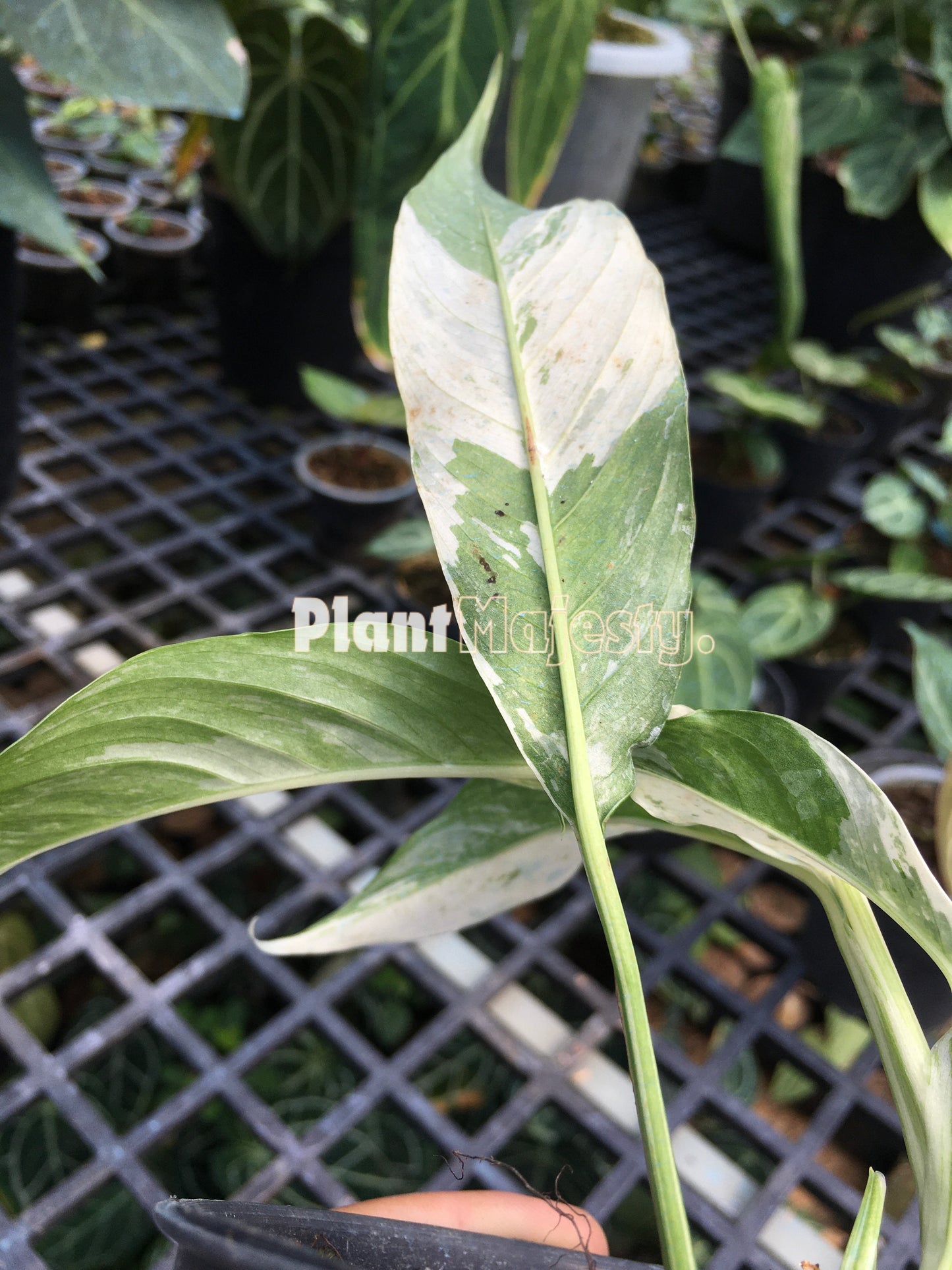 Rhaphidophora Megasperma Variegated