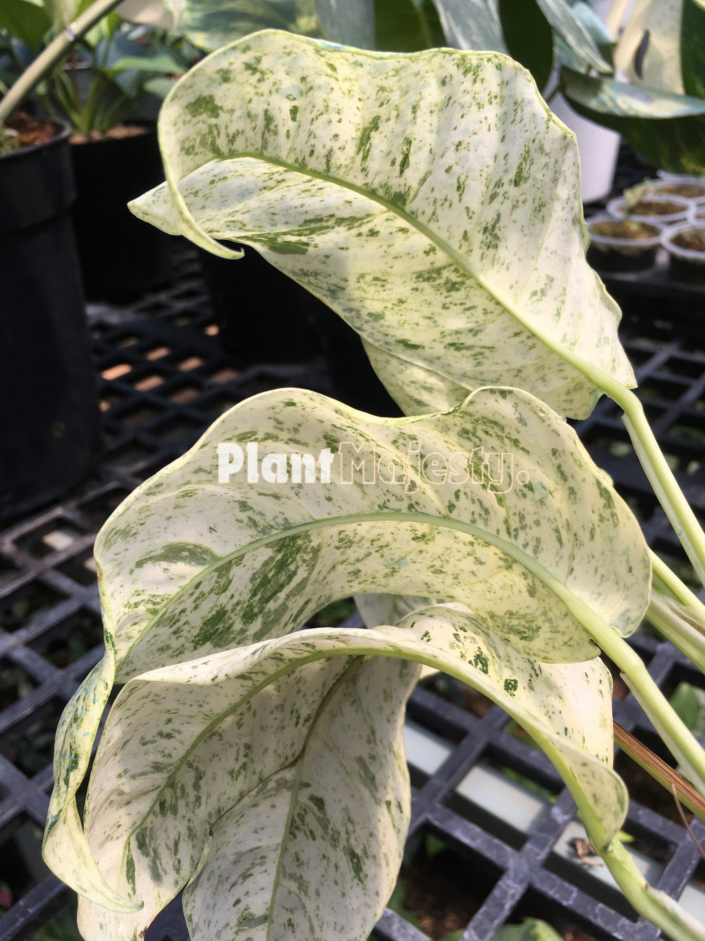 Rhaphidophora Puberula Variegated