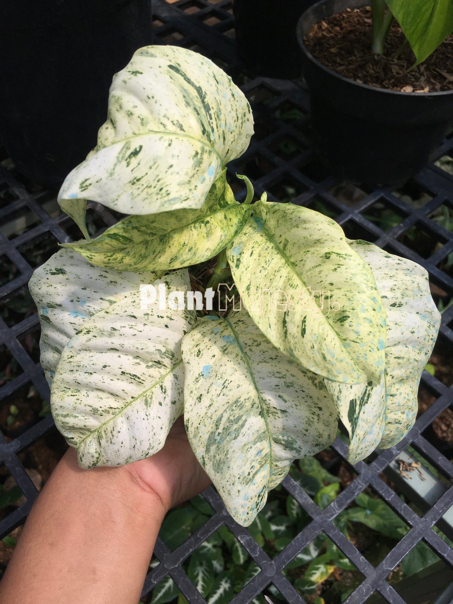 Rhaphidophora Puberula Variegated