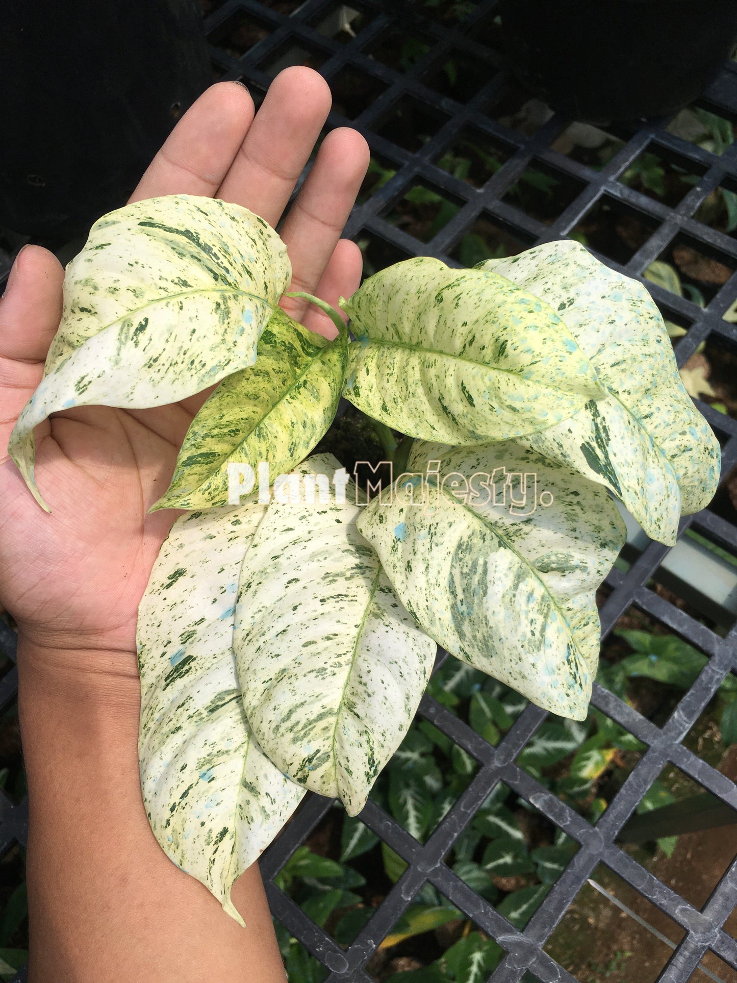 Rhaphidophora Puberula Variegated