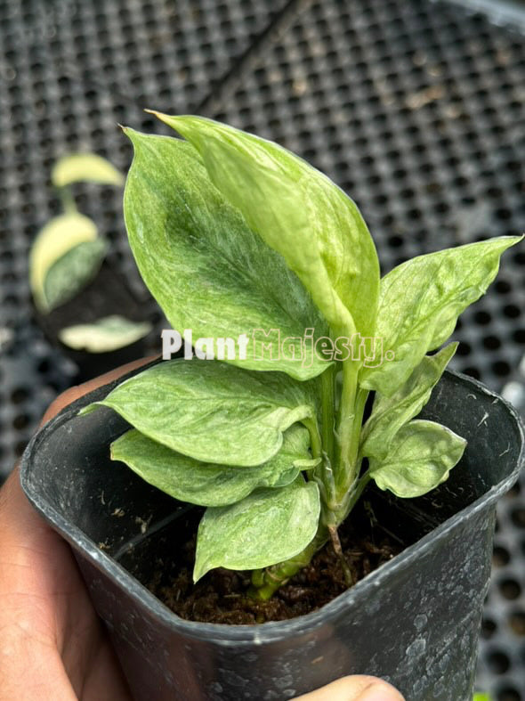 scindapsus perakensis variegated