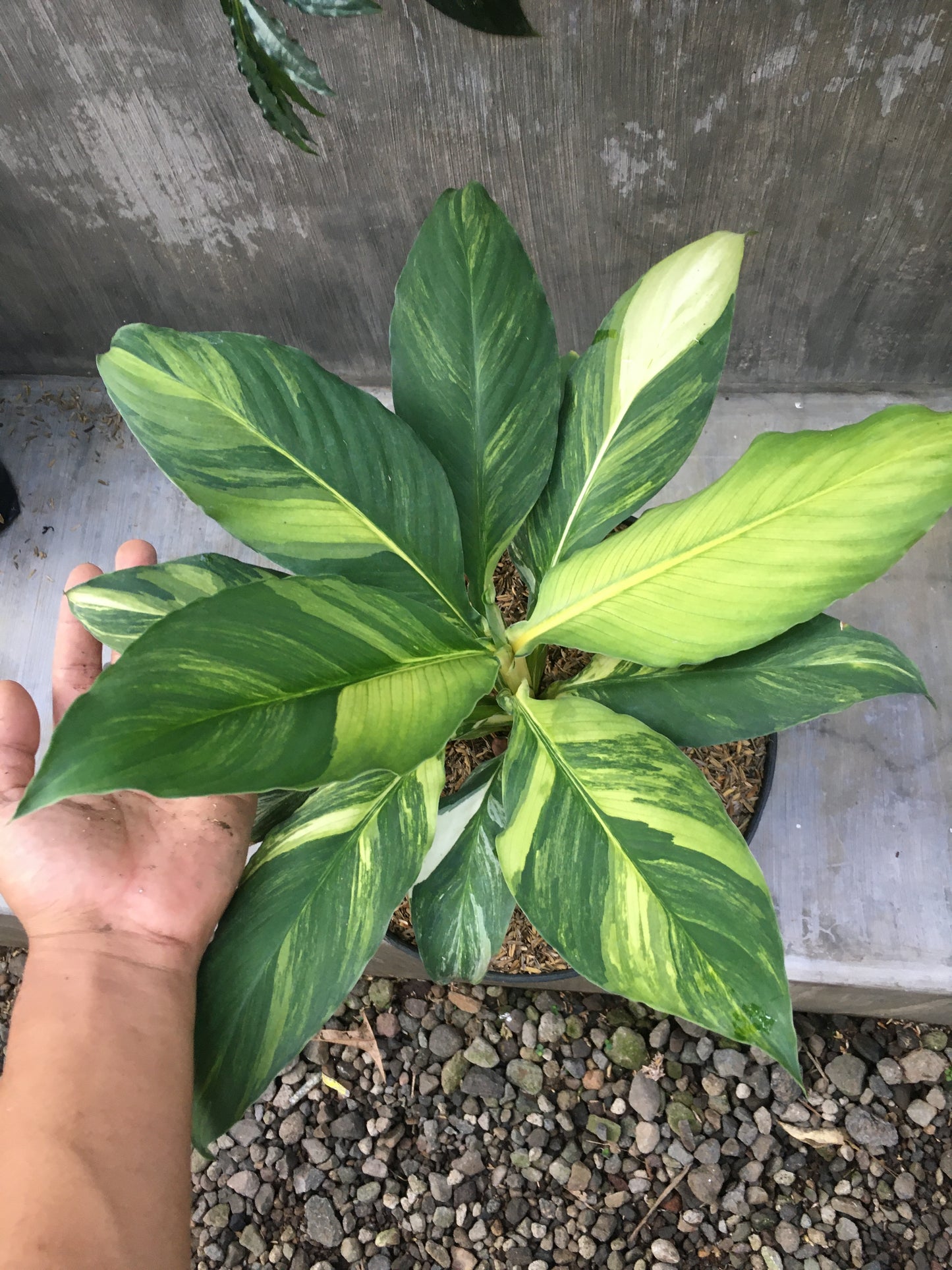 Spathiphyllum Sensation Variegated Mauna Loa Large