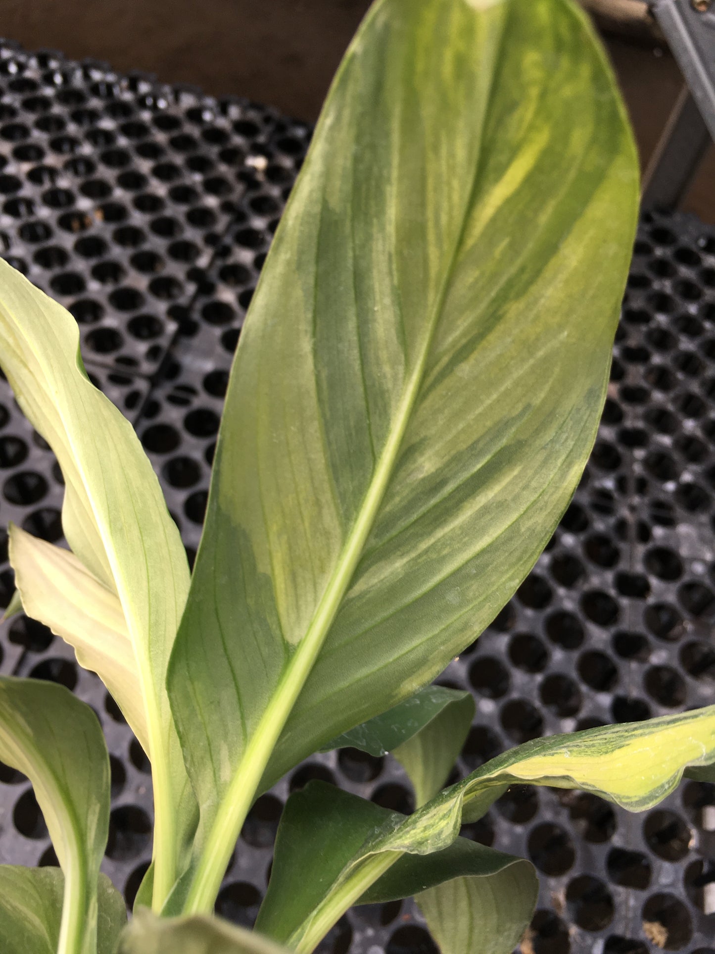 Spathiphyllum Sensation Variegated Mauna Loa Medium