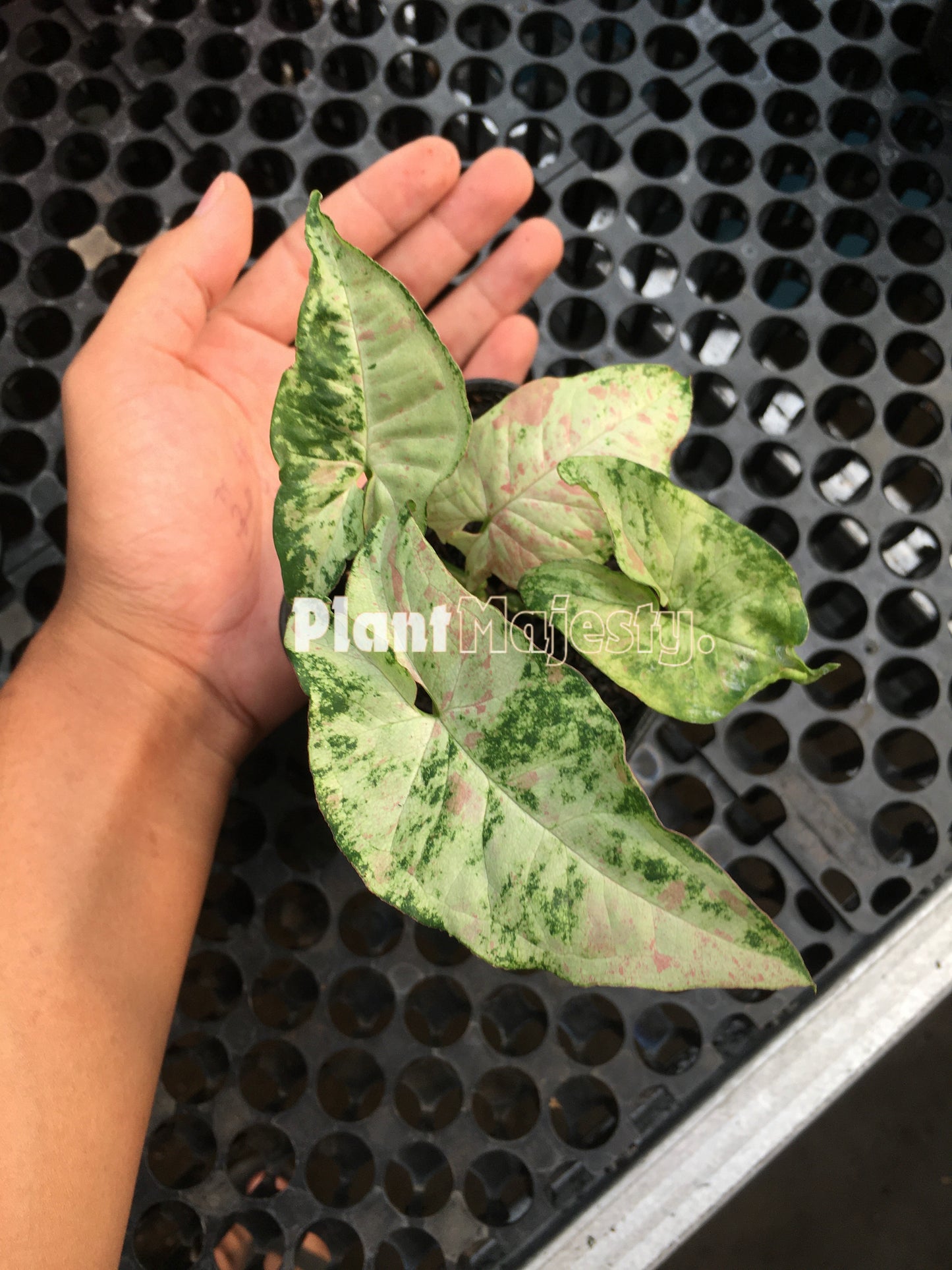 Syngonium Milk Confetti Tricolor