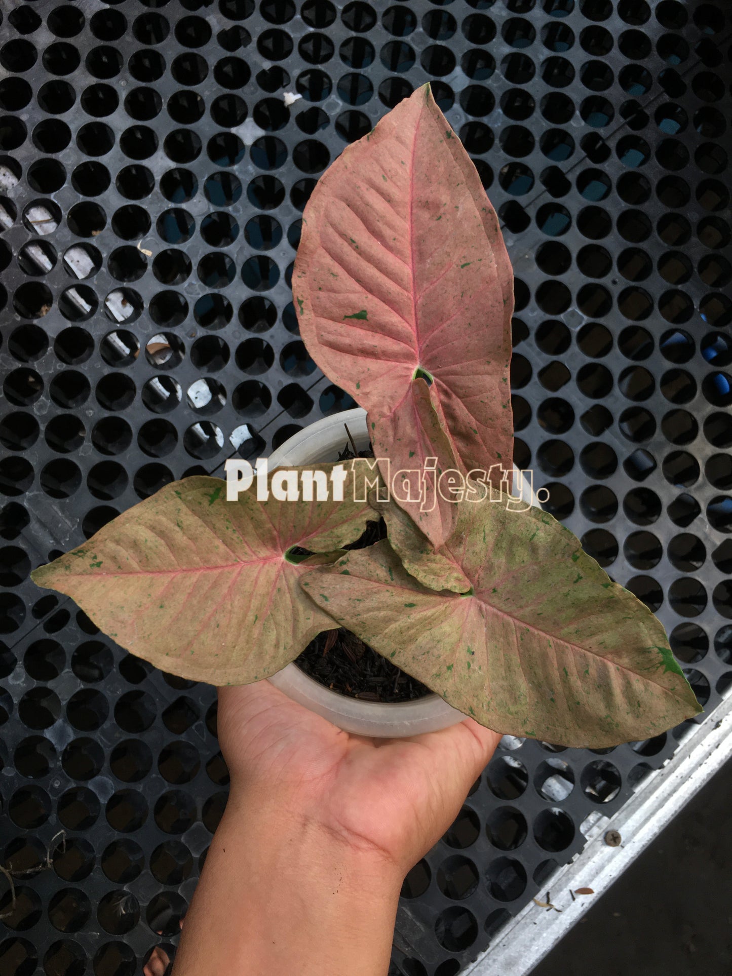 Syngonium Pink Pastel