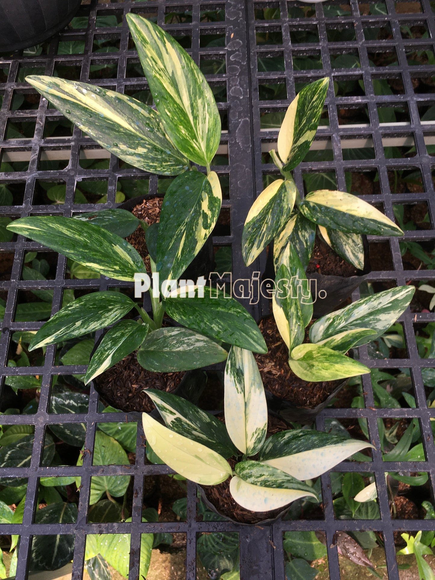 Wholesale 25x Monstera Standleyana Yellow Variegated