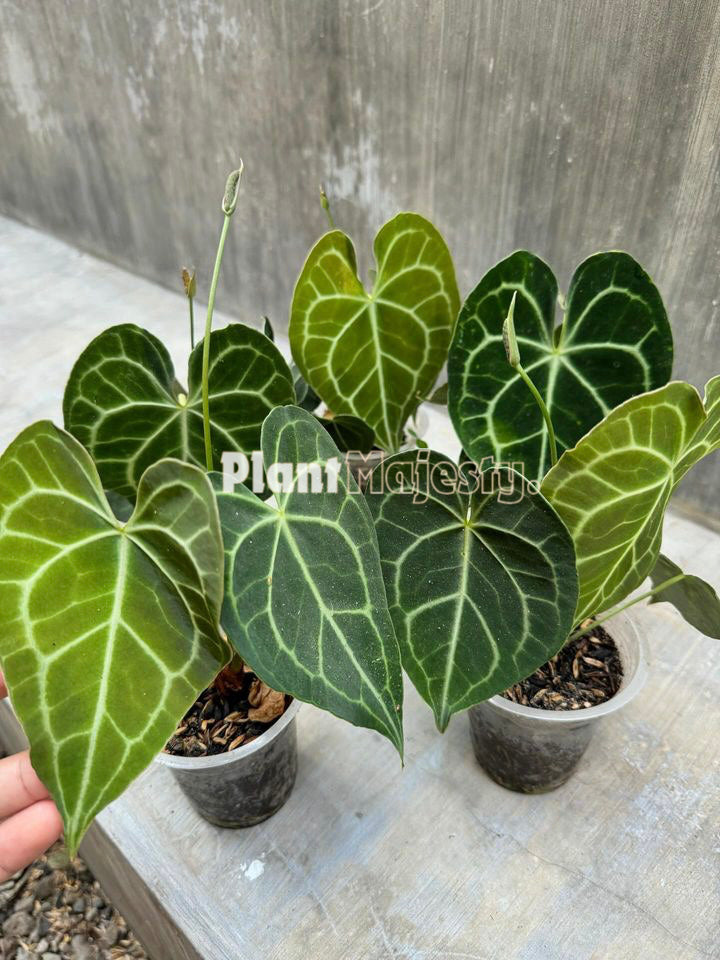 wholesale 5x Anthurium Clarinervium