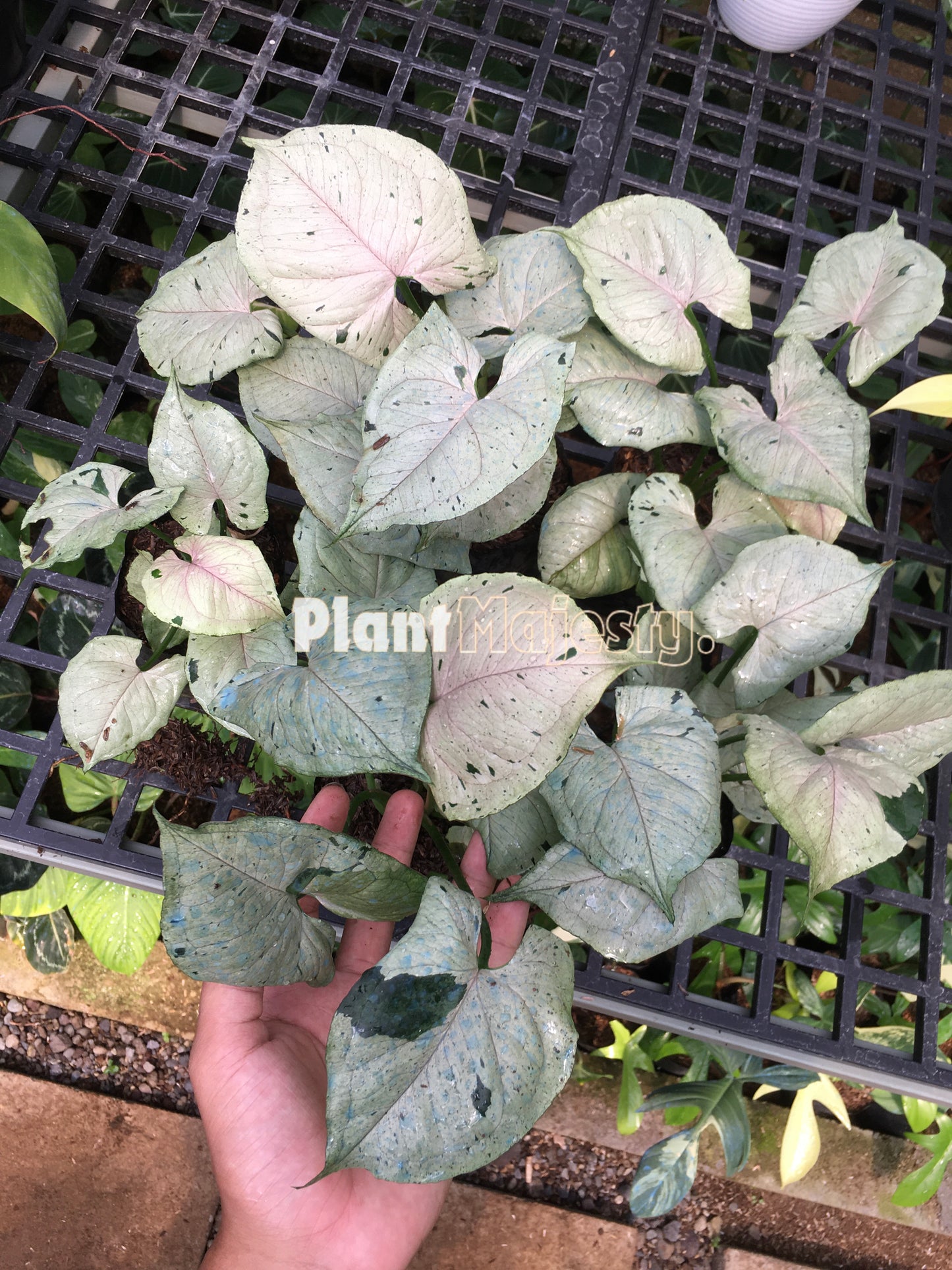 Venta al por mayor 5x Syngonium Green Spalsh