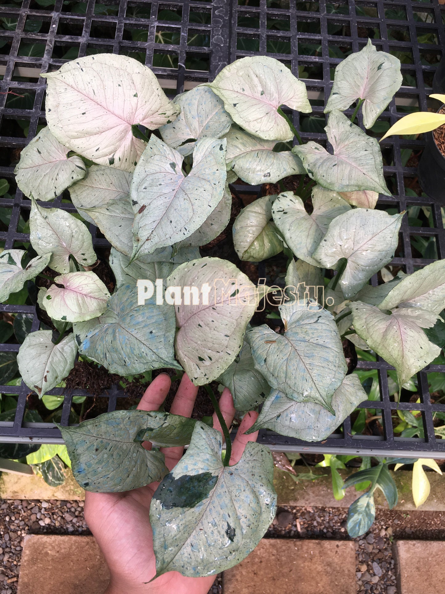 Venta al por mayor 5x Syngonium Green Spalsh