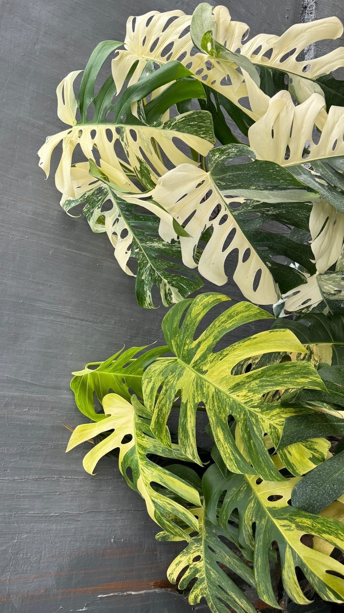 monstera-deliciosa-halfmoon-variegated