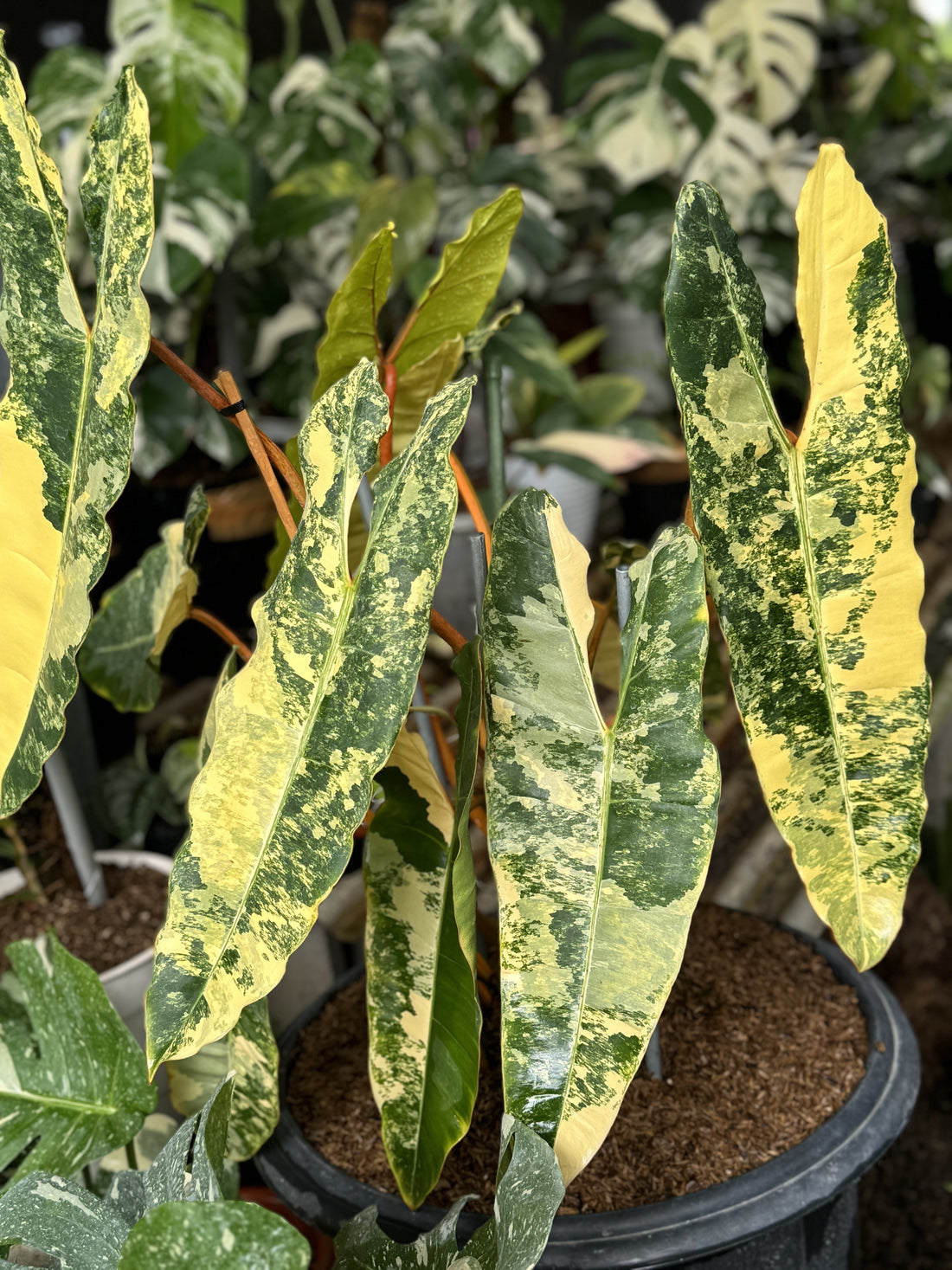 philodendron billietiae variegated, philodendron plants