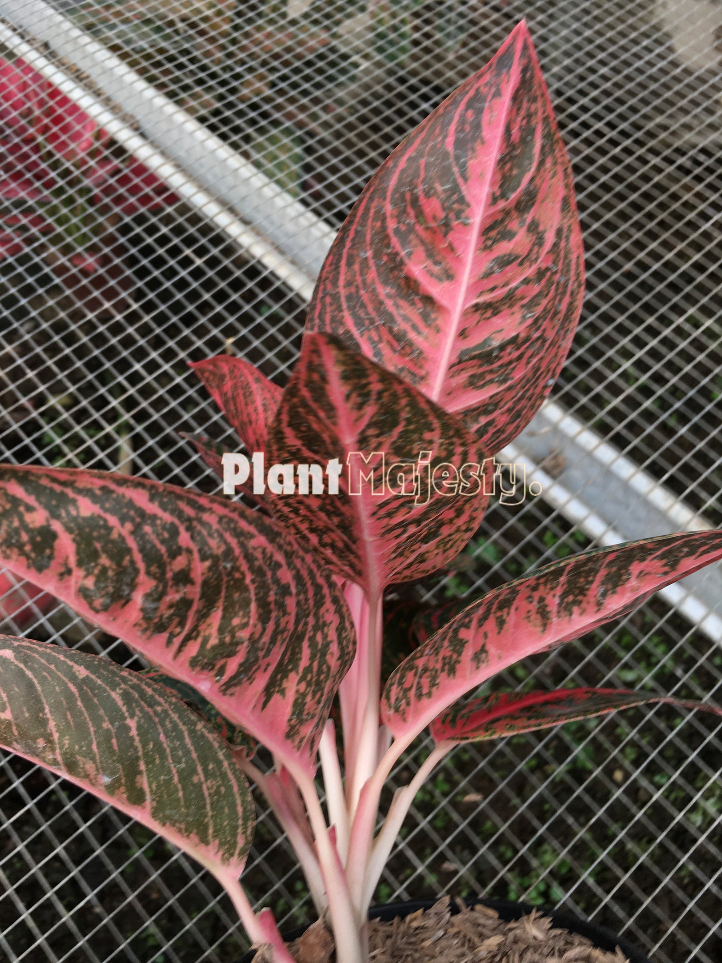 Aglaonema Reanita, live Aglaonema Reanita, live Aglonema Reanita, rare Aglonema Reanita, rare Aglaonema Reanita, tropical Aglaonema Reanita live plants, wholesale Aglaonema Reanita, outdoor plant, indoor plants, winter plants, summer plants, spring plants, houseplants, rare Aglaonema Reanita live plants, live Aglaonema Reanita rare plants