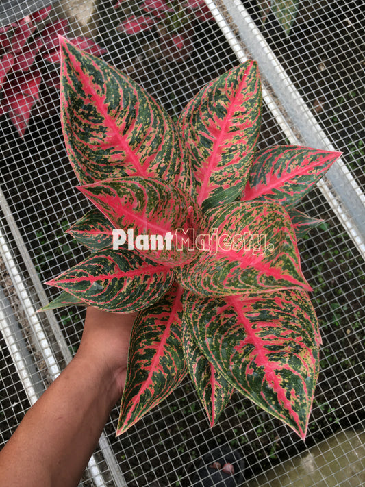 Aglaonema Reanita, live Aglaonema Reanita, live Aglonema Reanita, rare Aglonema Reanita, rare Aglaonema Reanita, tropical Aglaonema Reanita live plants, wholesale Aglaonema Reanita, outdoor plant, indoor plants, winter plants, summer plants, spring plants, houseplants, rare Aglaonema Reanita live plants, live Aglaonema Reanita rare plants