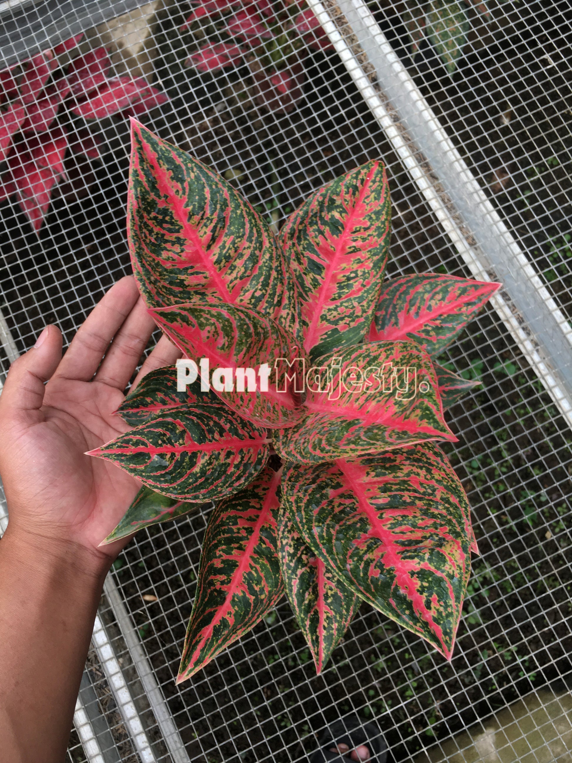 Aglaonema Reanita, live Aglaonema Reanita, live Aglonema Reanita, rare Aglonema Reanita, rare Aglaonema Reanita, tropical Aglaonema Reanita live plants, wholesale Aglaonema Reanita, outdoor plant, indoor plants, winter plants, summer plants, spring plants, houseplants, rare Aglaonema Reanita live plants, live Aglaonema Reanita rare plants