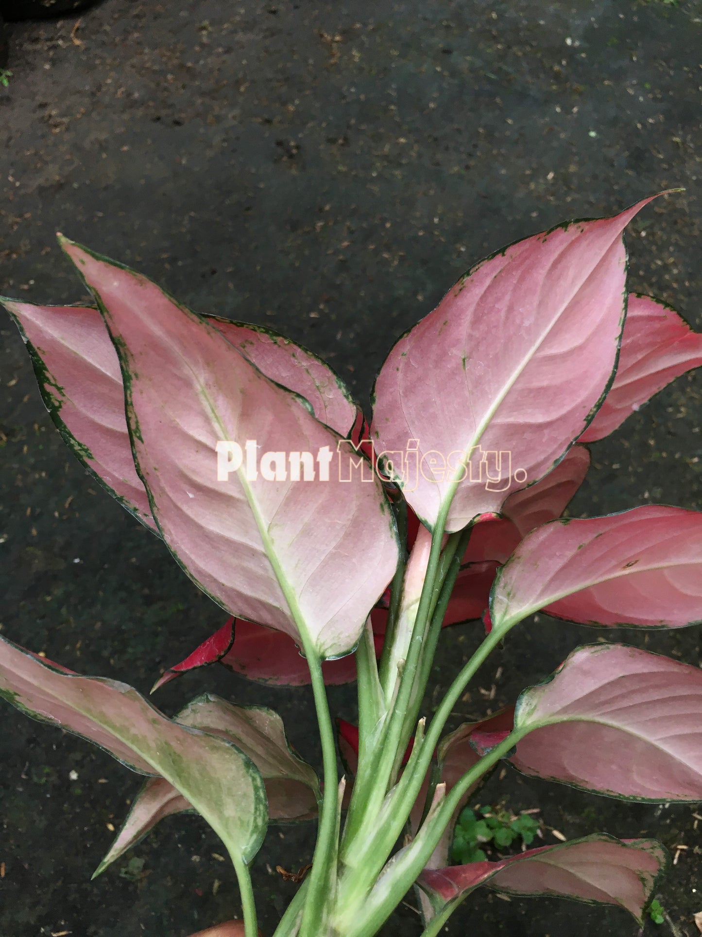 Aglaonema Red Anjamani también conocido como Aglaonema Red Anyamanee