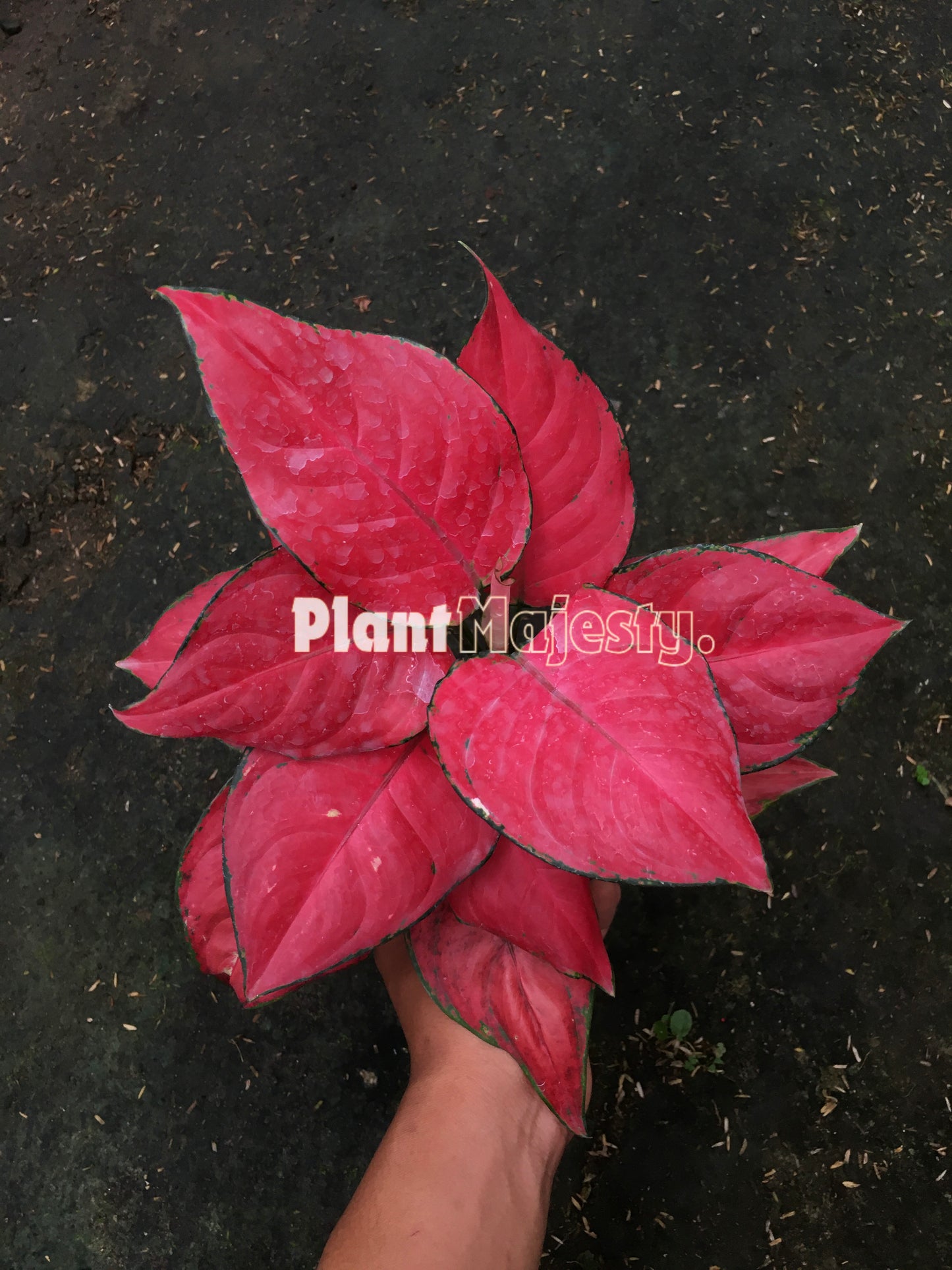 Aglaonema Red Anjamani también conocido como Aglaonema Red Anyamanee