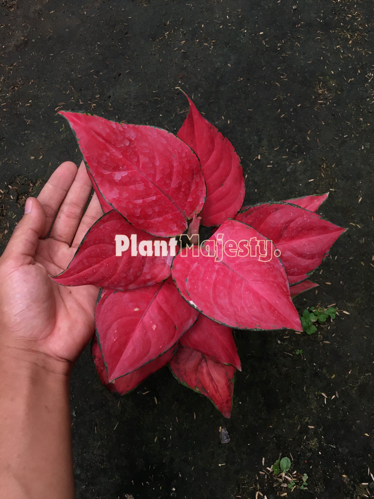 Aglaonema Red Anjamani también conocido como Aglaonema Red Anyamanee