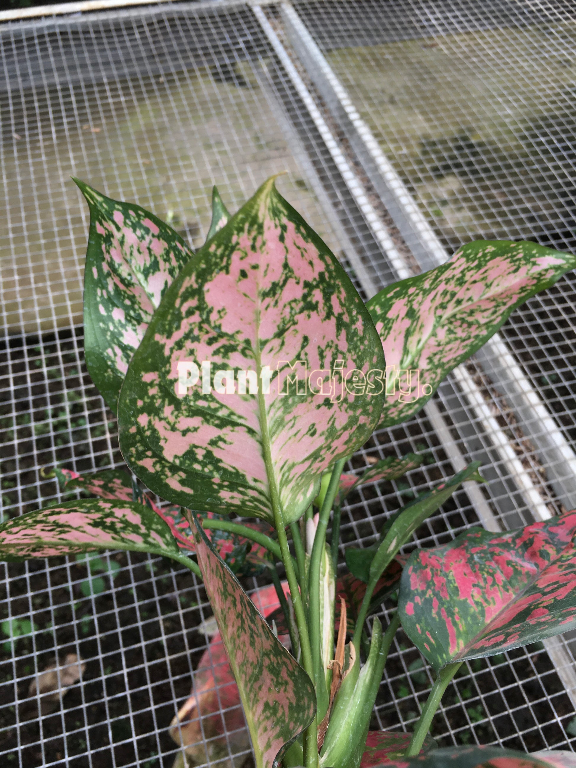 Aglaonema Dud Anjamani a.k.a Aglaonema Anyamanee, live Aglaonema Dud Anjamani a.k.a Aglaonema Anyamanee, live Aglaonema Dud Anjamani a.k.a Aglaonema Anyamanee plants, rare Aglaonema Dud Anjamani a.k.a Aglaonema Anyamanee, rare Aglaonema Dud Anjamani a.k.a Aglaonema Anyamanee live plants, tropical Aglaonema Dud Anjamani a.k.a Aglaonema Anyamanee live plants, wholesale Aglaonema Dud Anjamani a.k.a Aglaonema Anyamanee, outdoor plant, indoor plants, winter plants, summer plants, spring plants, houseplants, rare